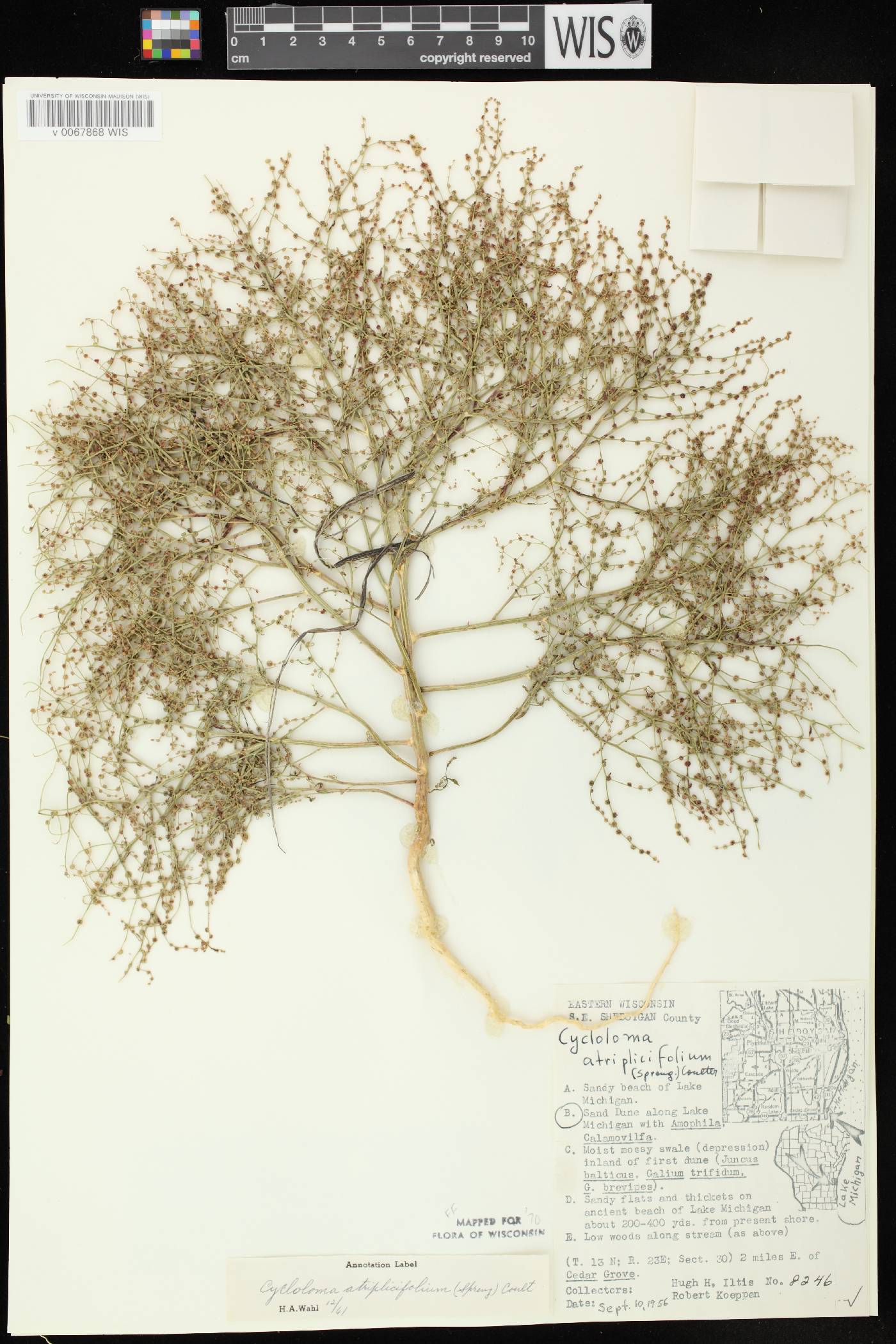 Cycloloma atriplicifolium image