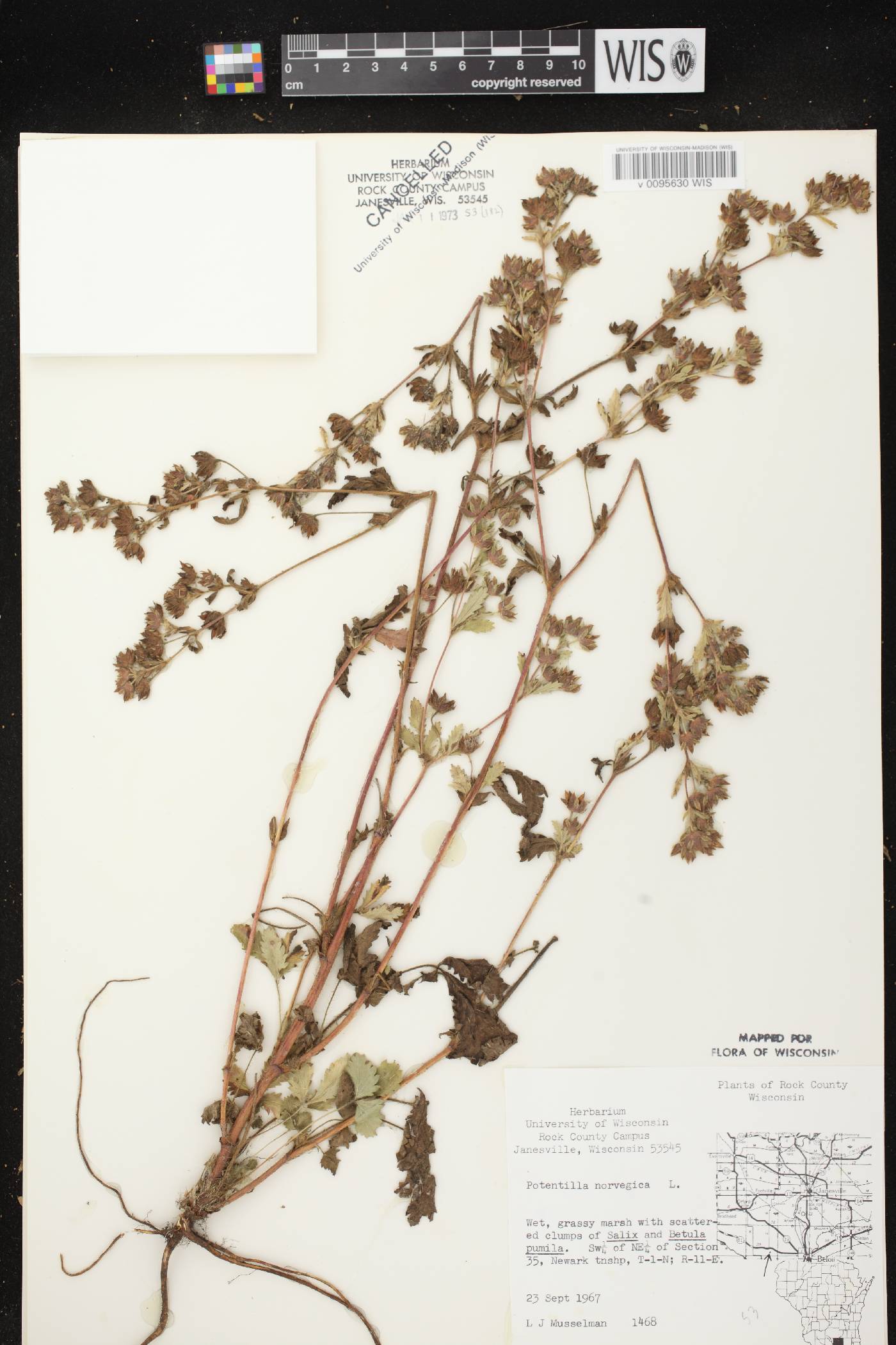 Potentilla norvegica image