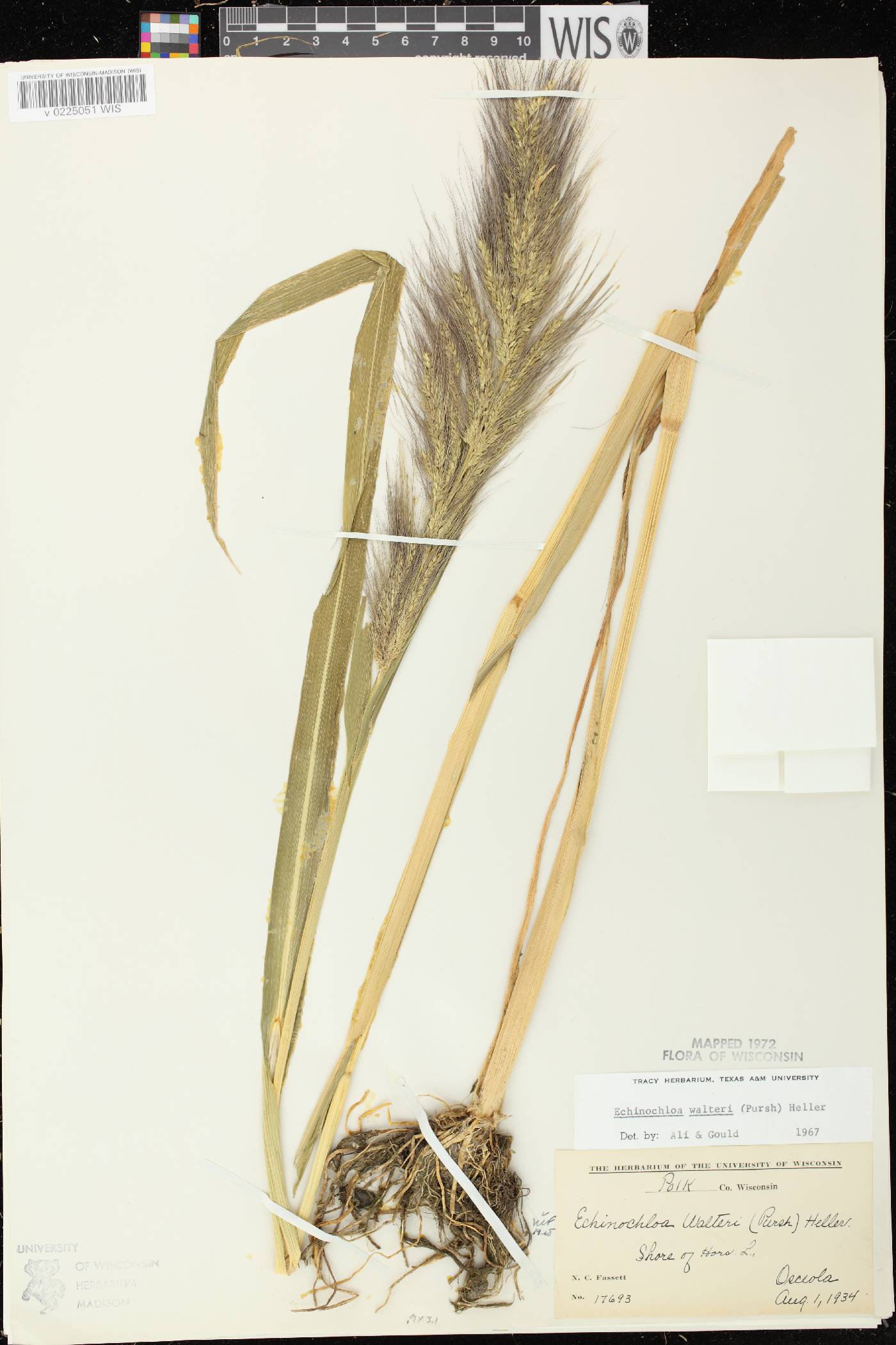 Echinochloa walteri image
