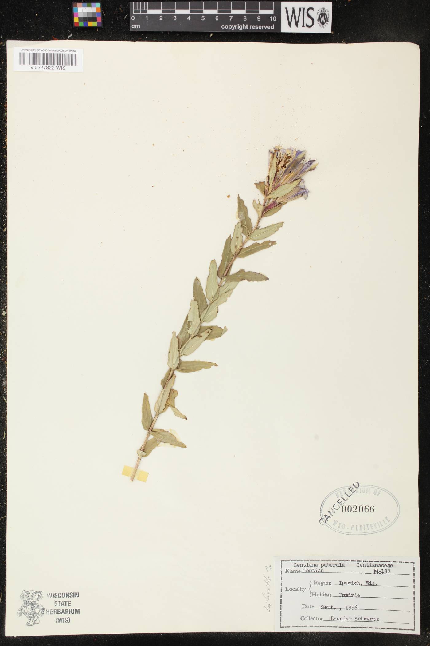 Gentiana puberulenta image