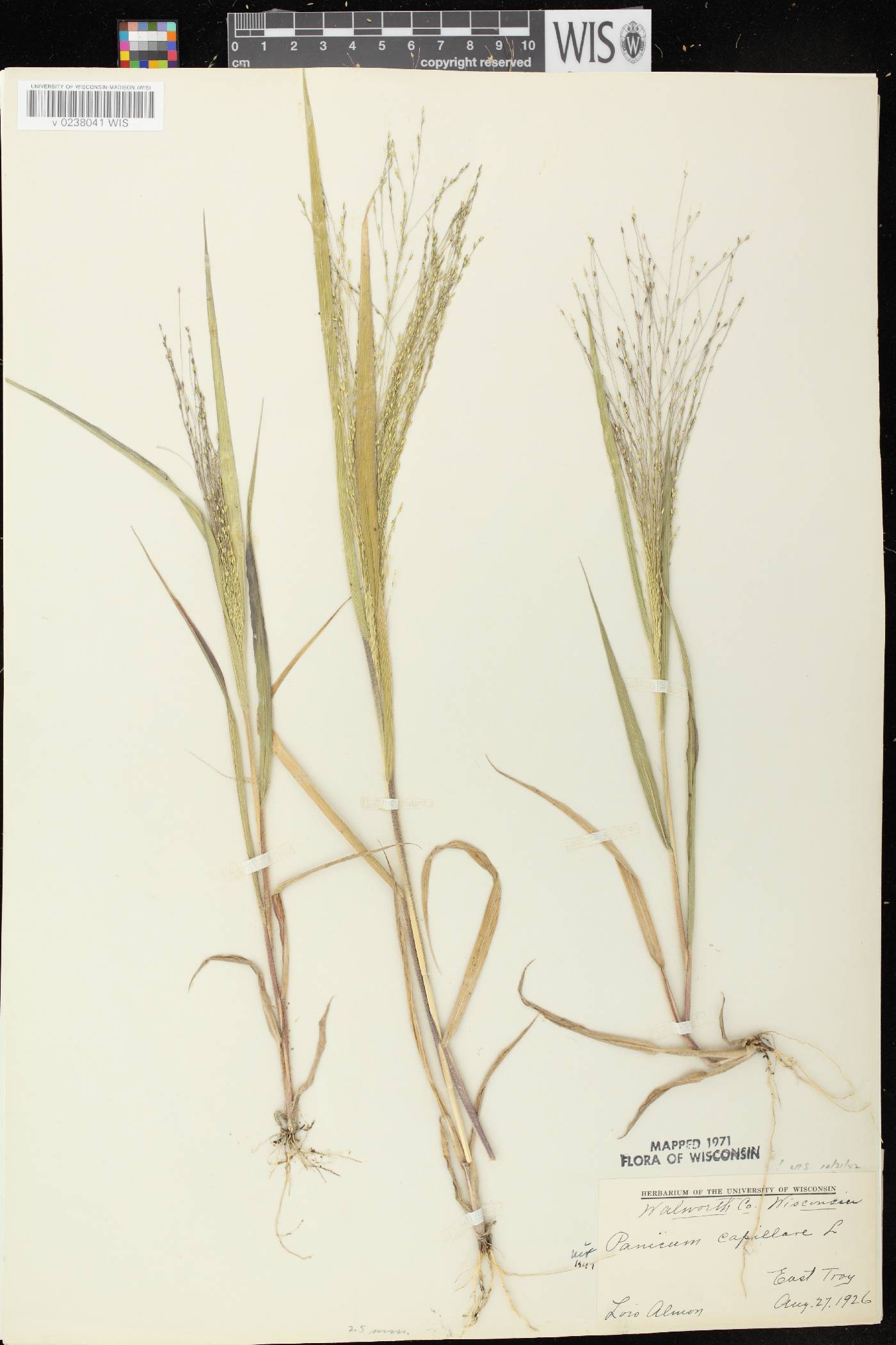 Panicum capillare subsp. capillare image