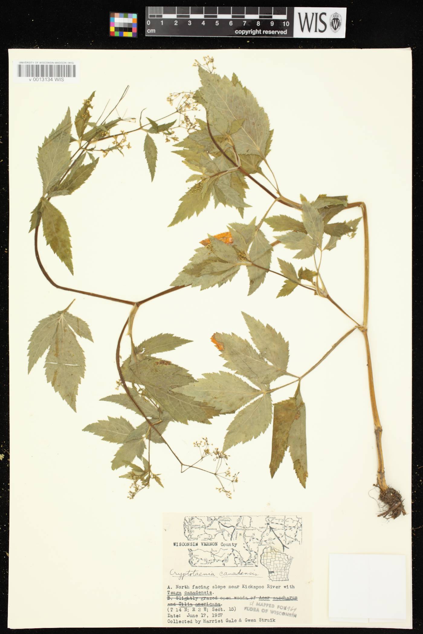 Cryptotaenia canadensis image