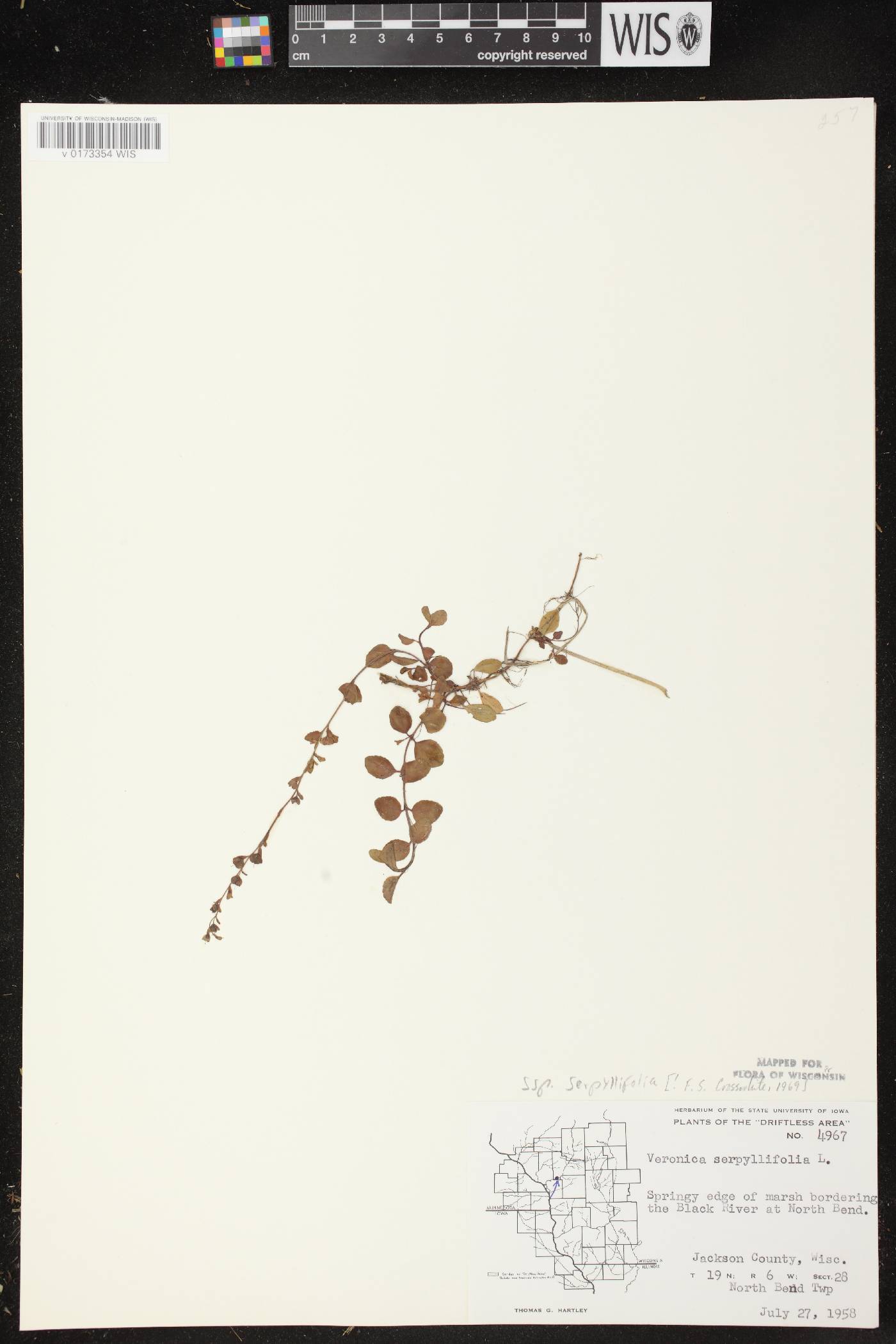 Veronica serpyllifolia subsp. serpyllifolia image