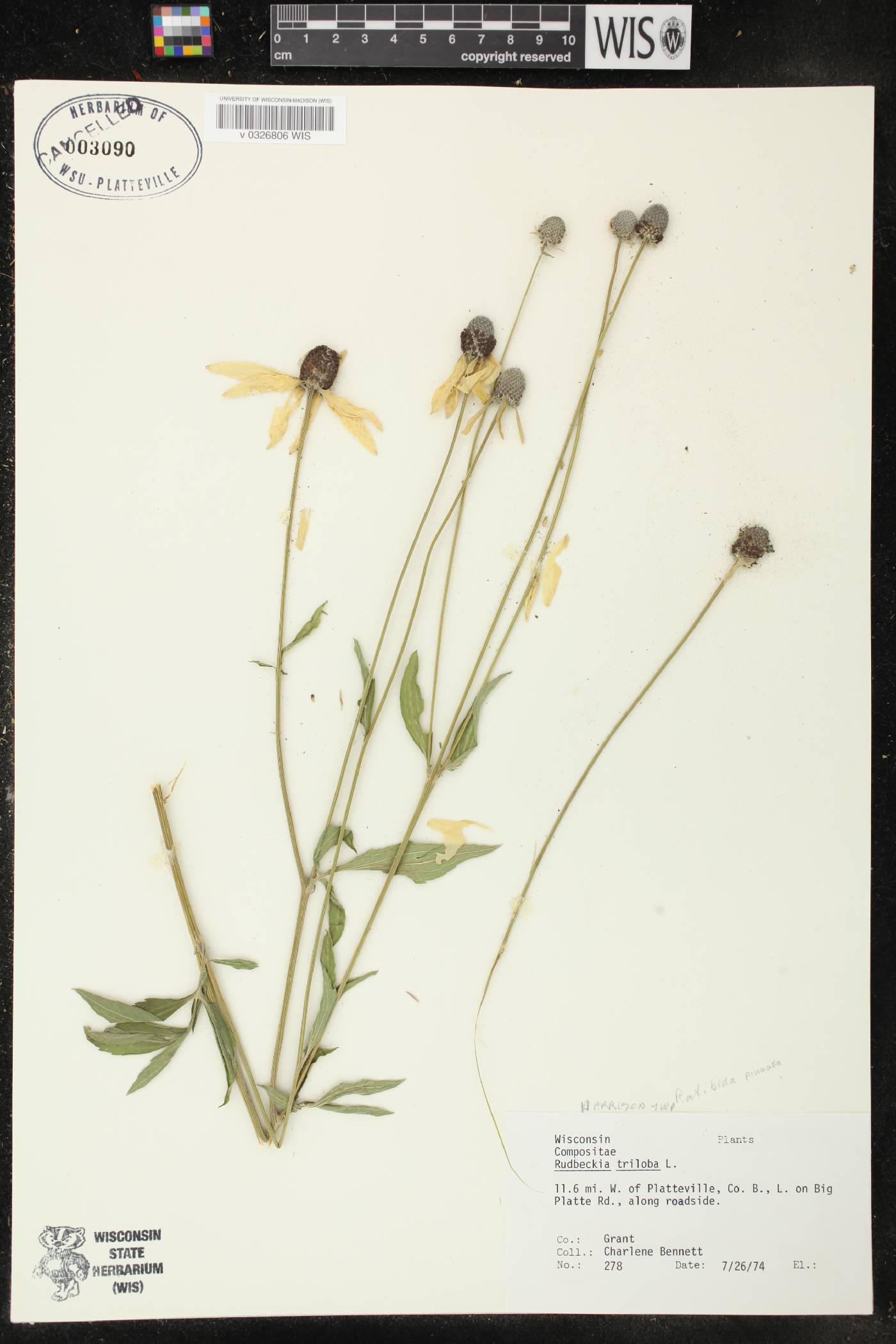 Ratibida pinnata image