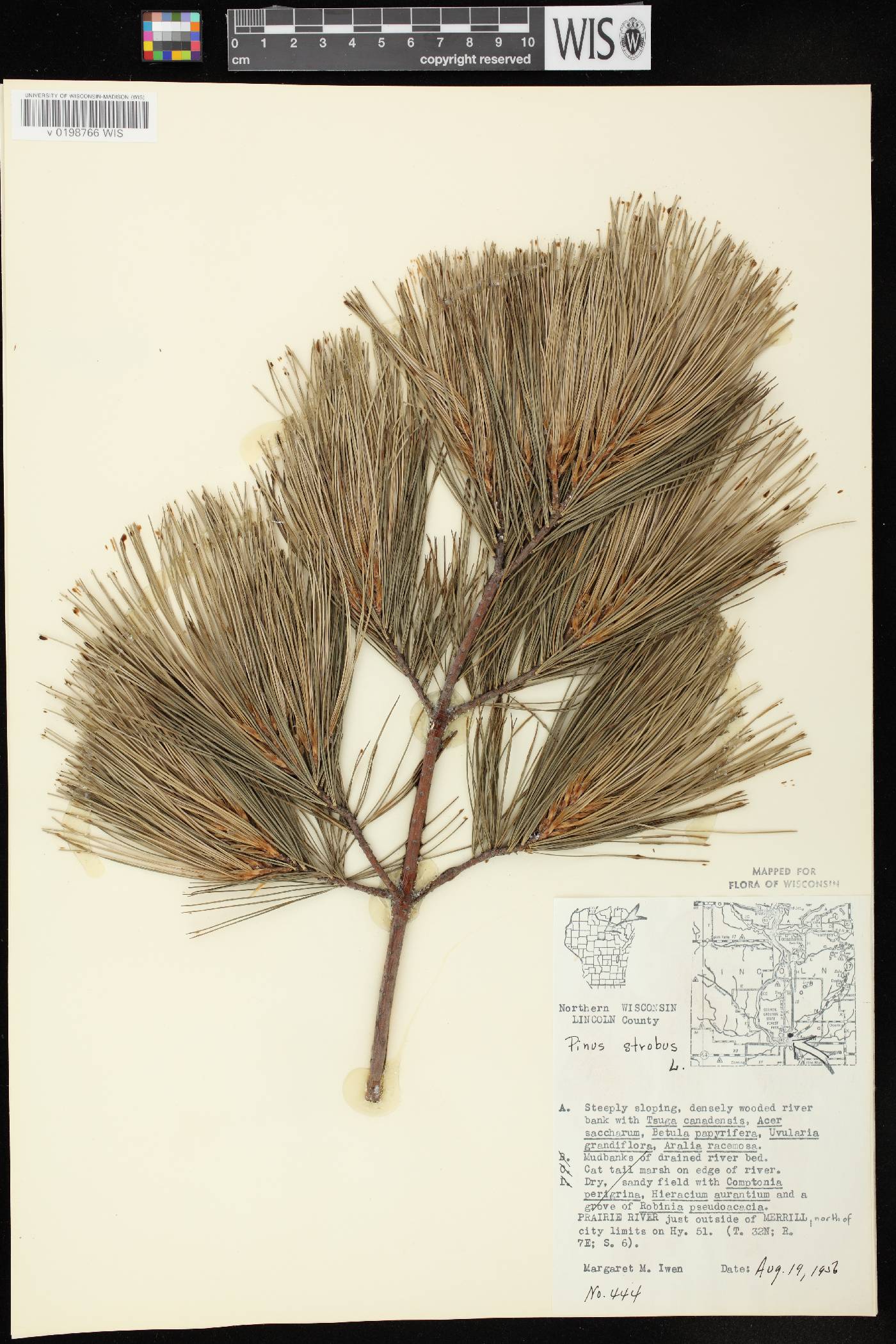 Pinus strobus image