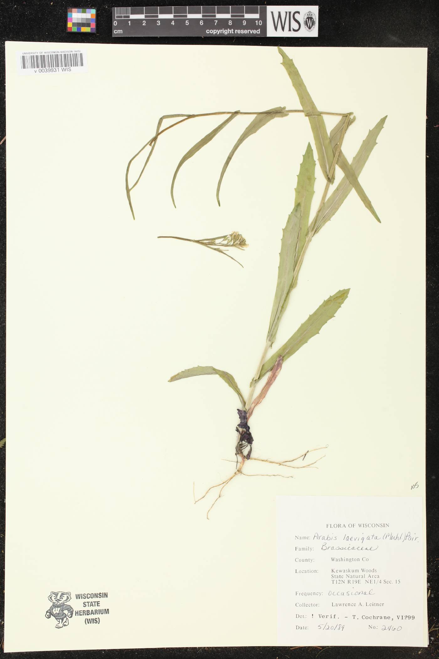 Boechera laevigata image