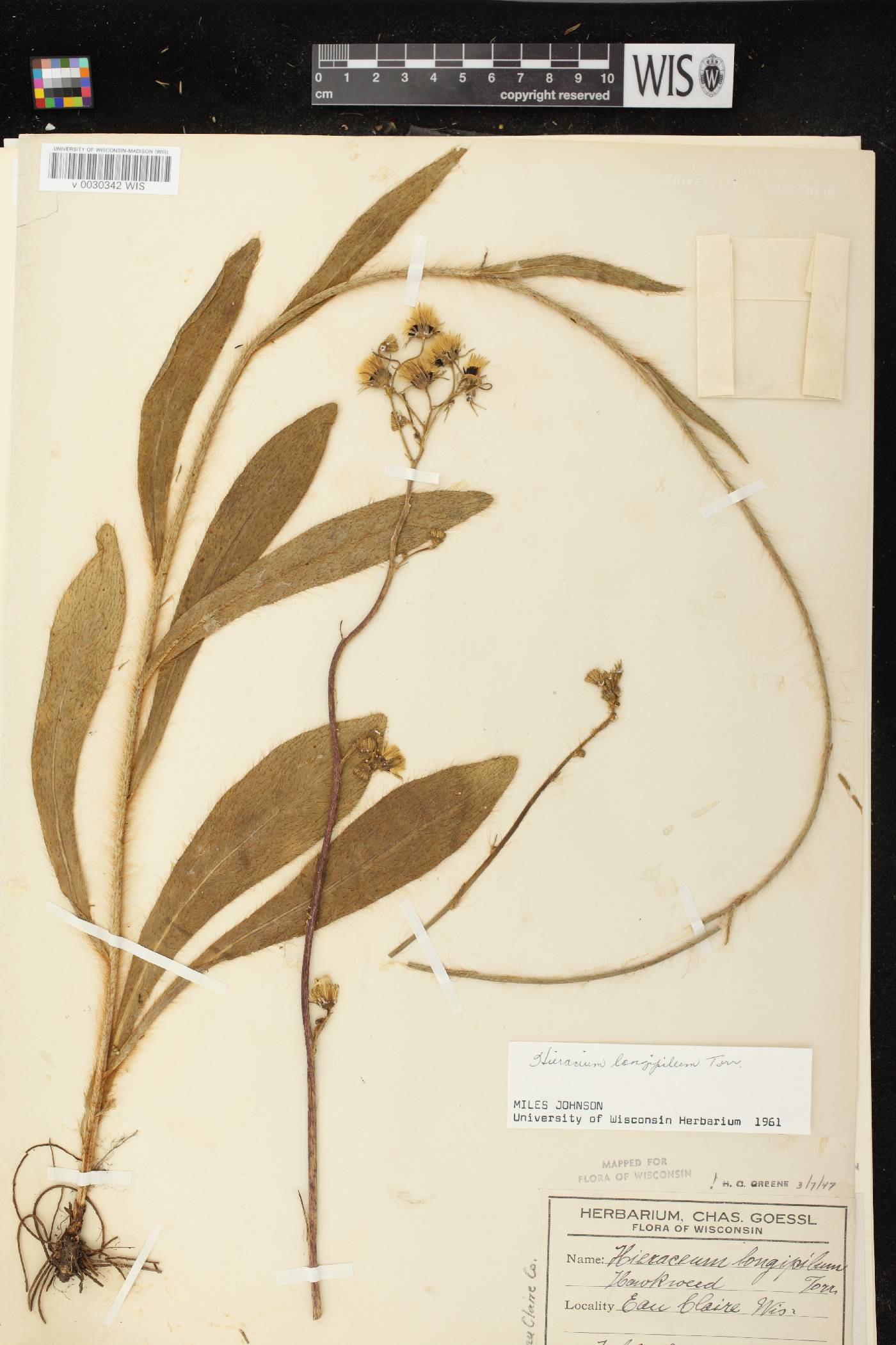 Hieracium longipilum image