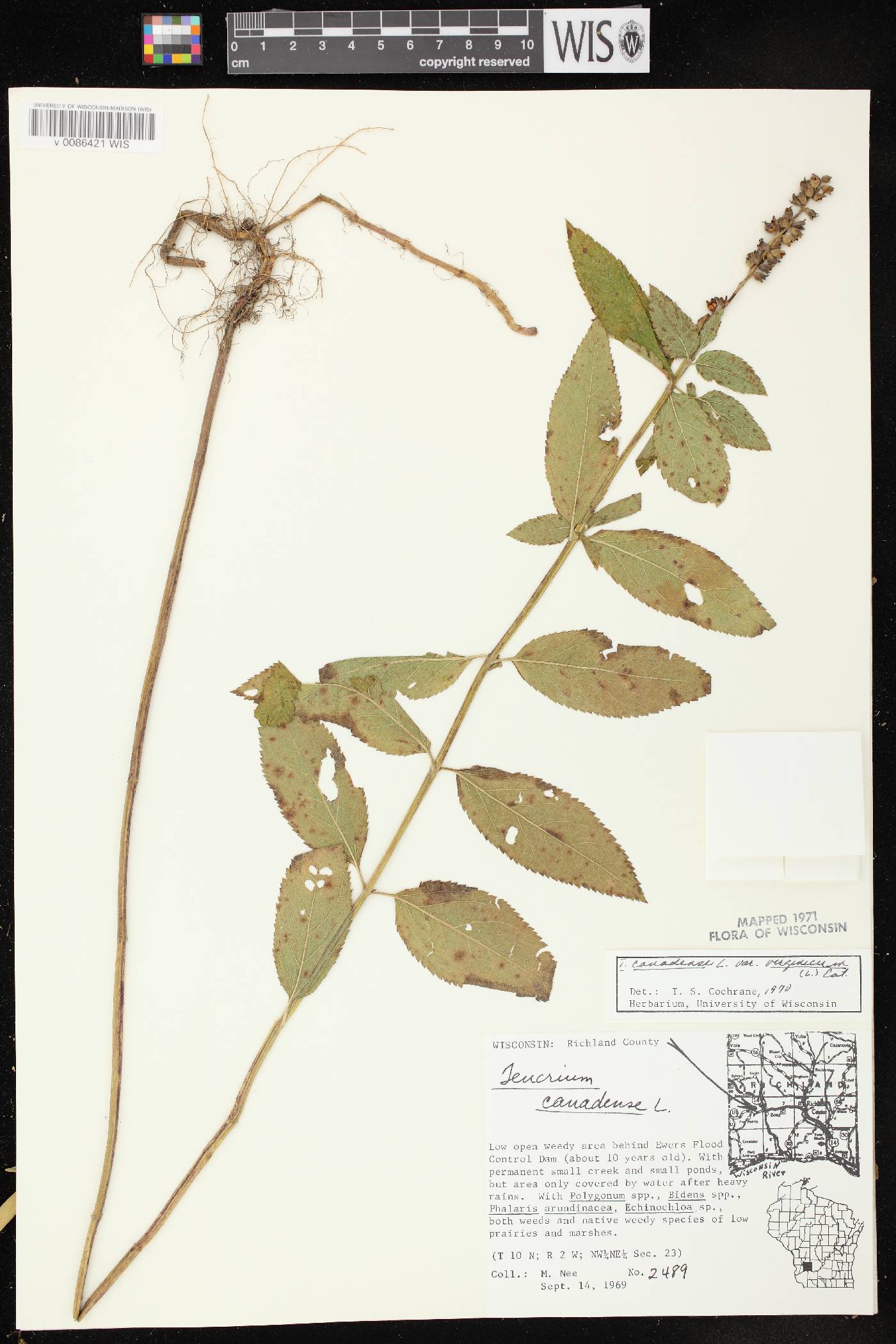 Teucrium canadense image