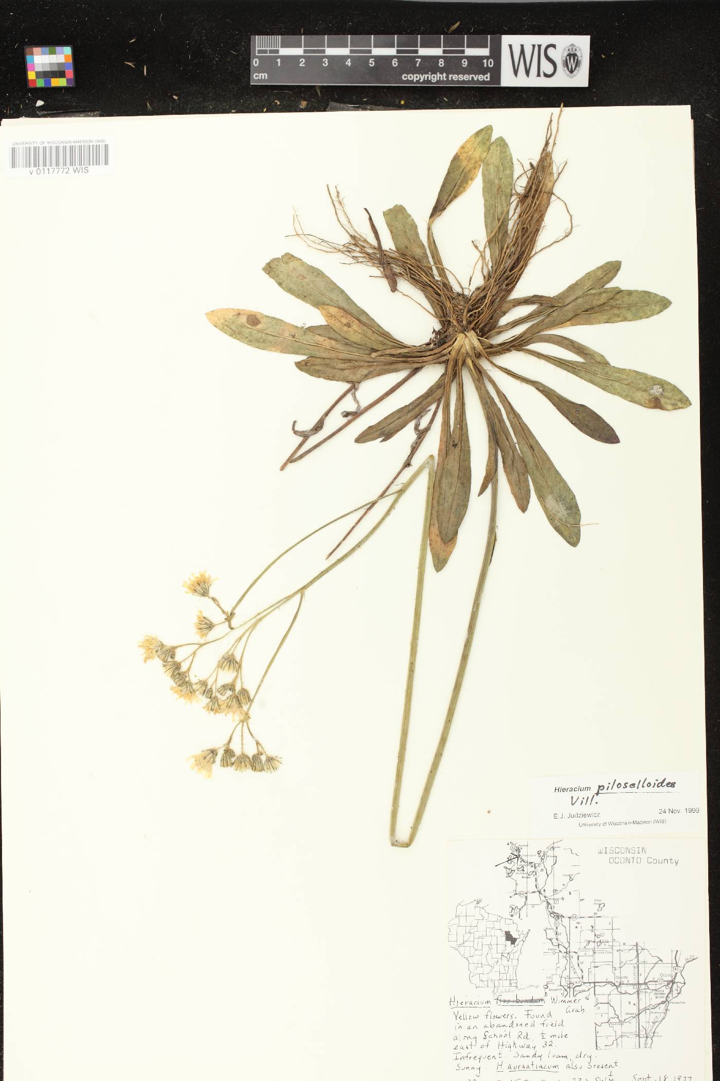 Hieracium piloselloides image