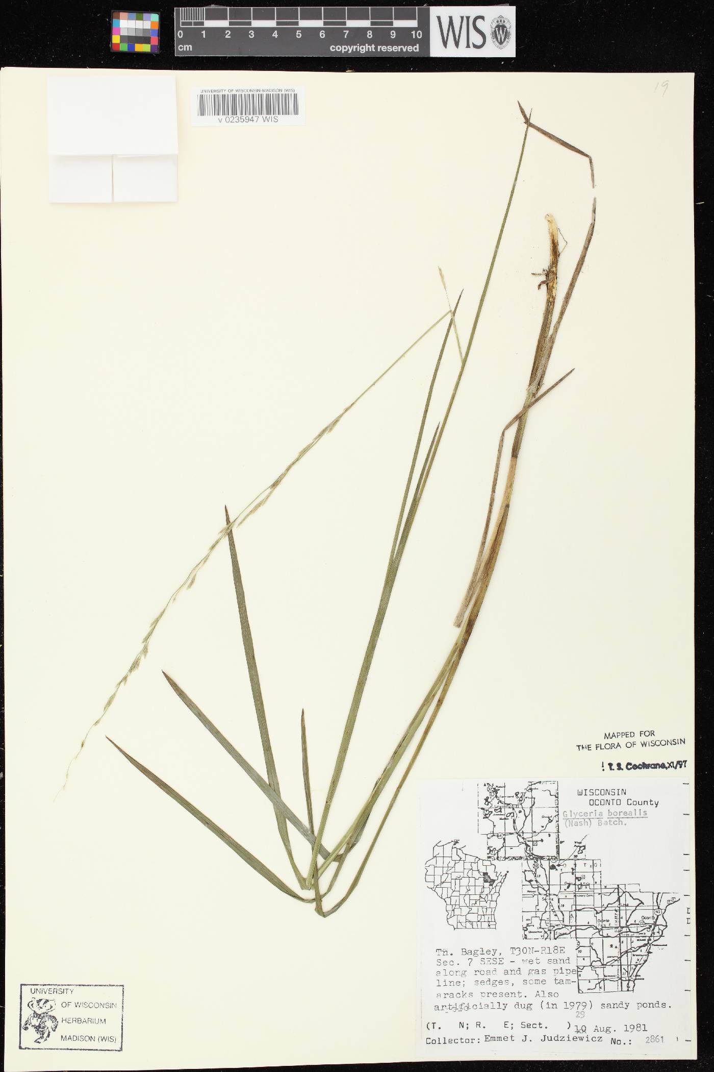 Glyceria borealis image