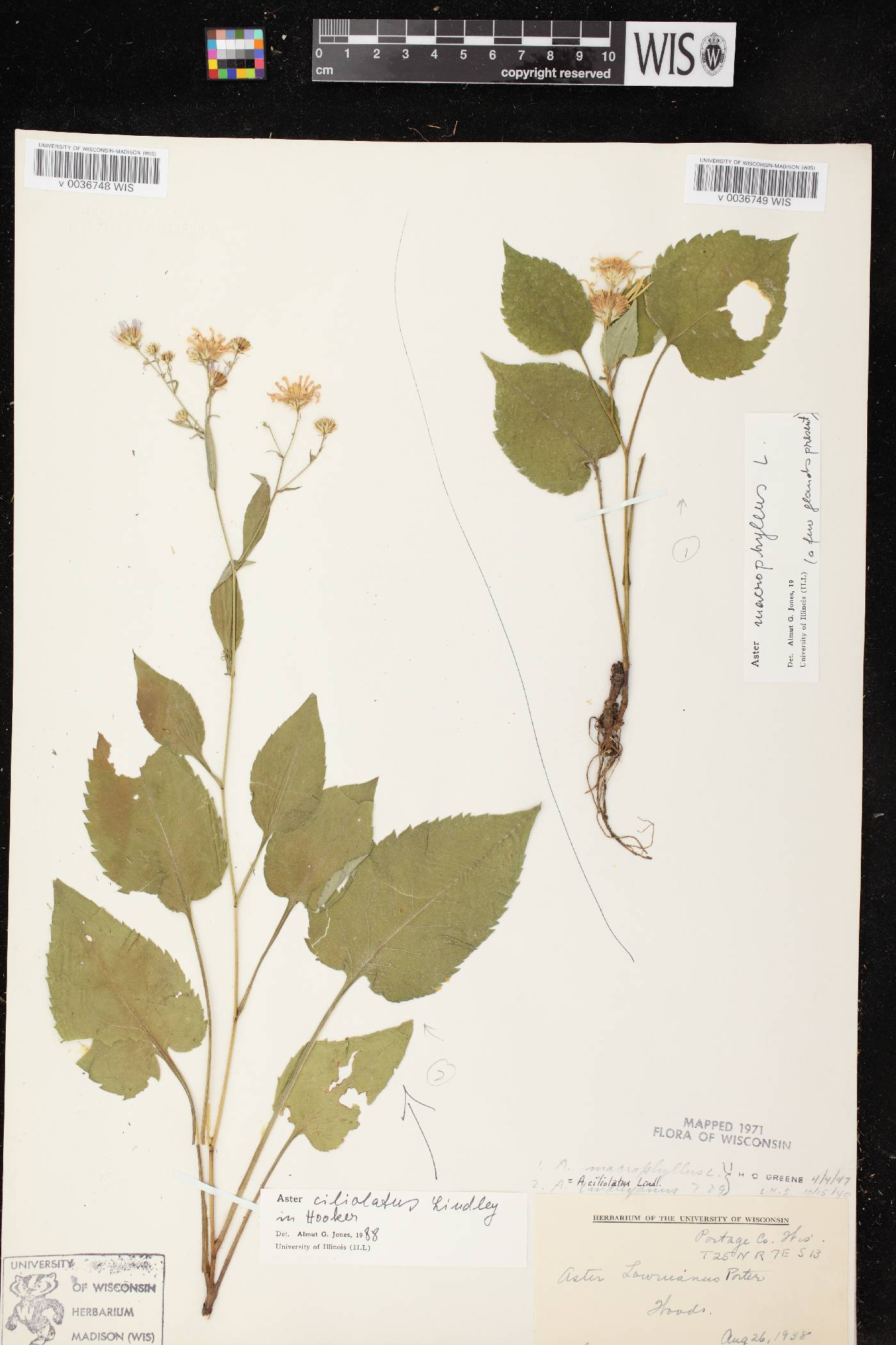 Symphyotrichum ciliolatum image