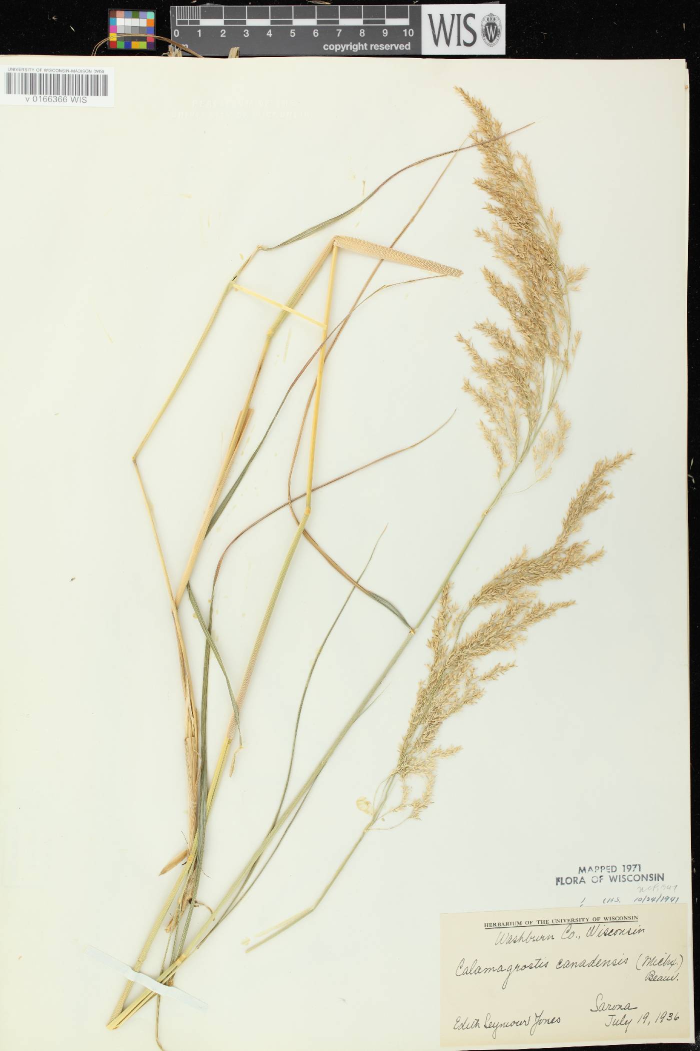 Calamagrostis canadensis var. canadensis image