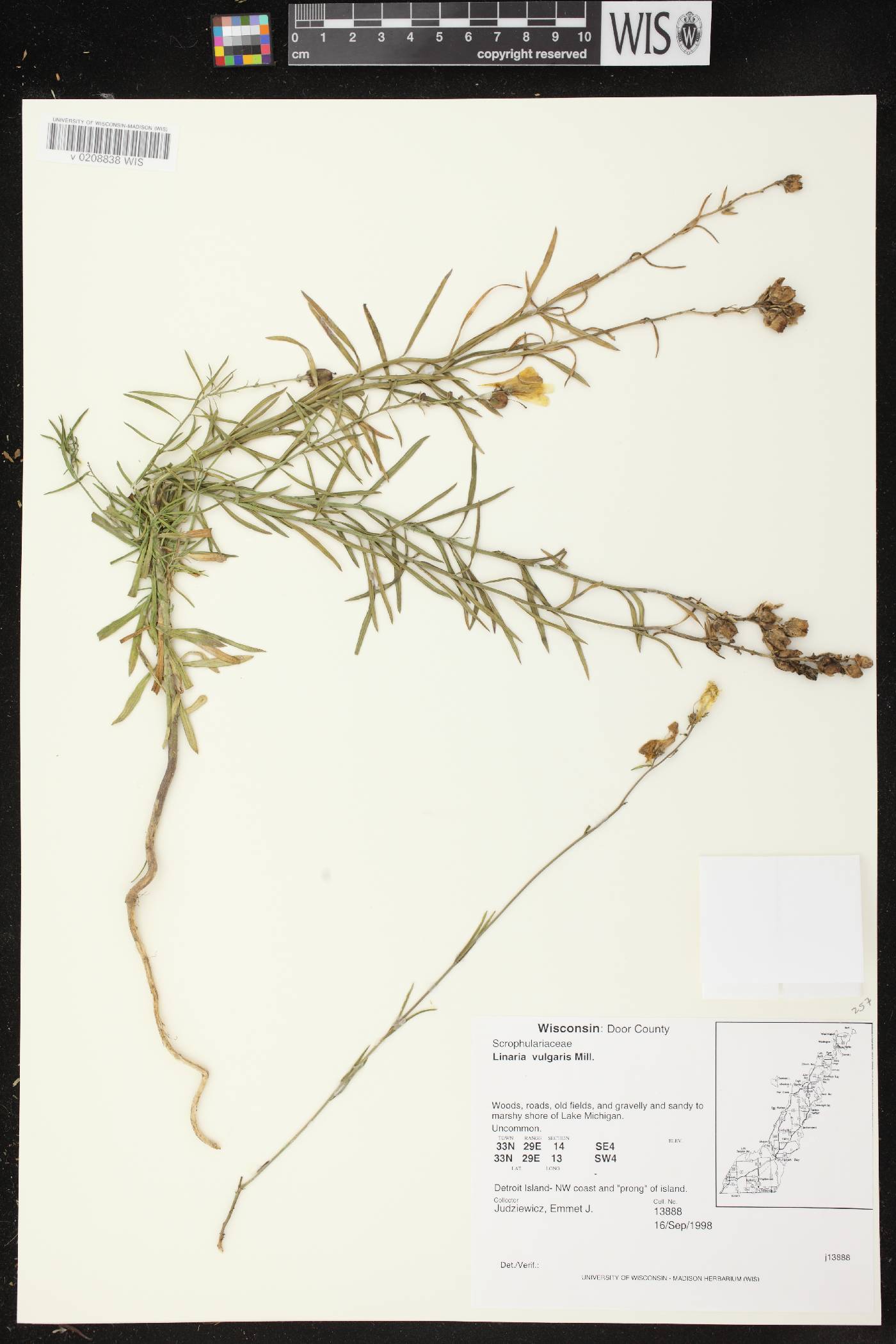 Linaria vulgaris image