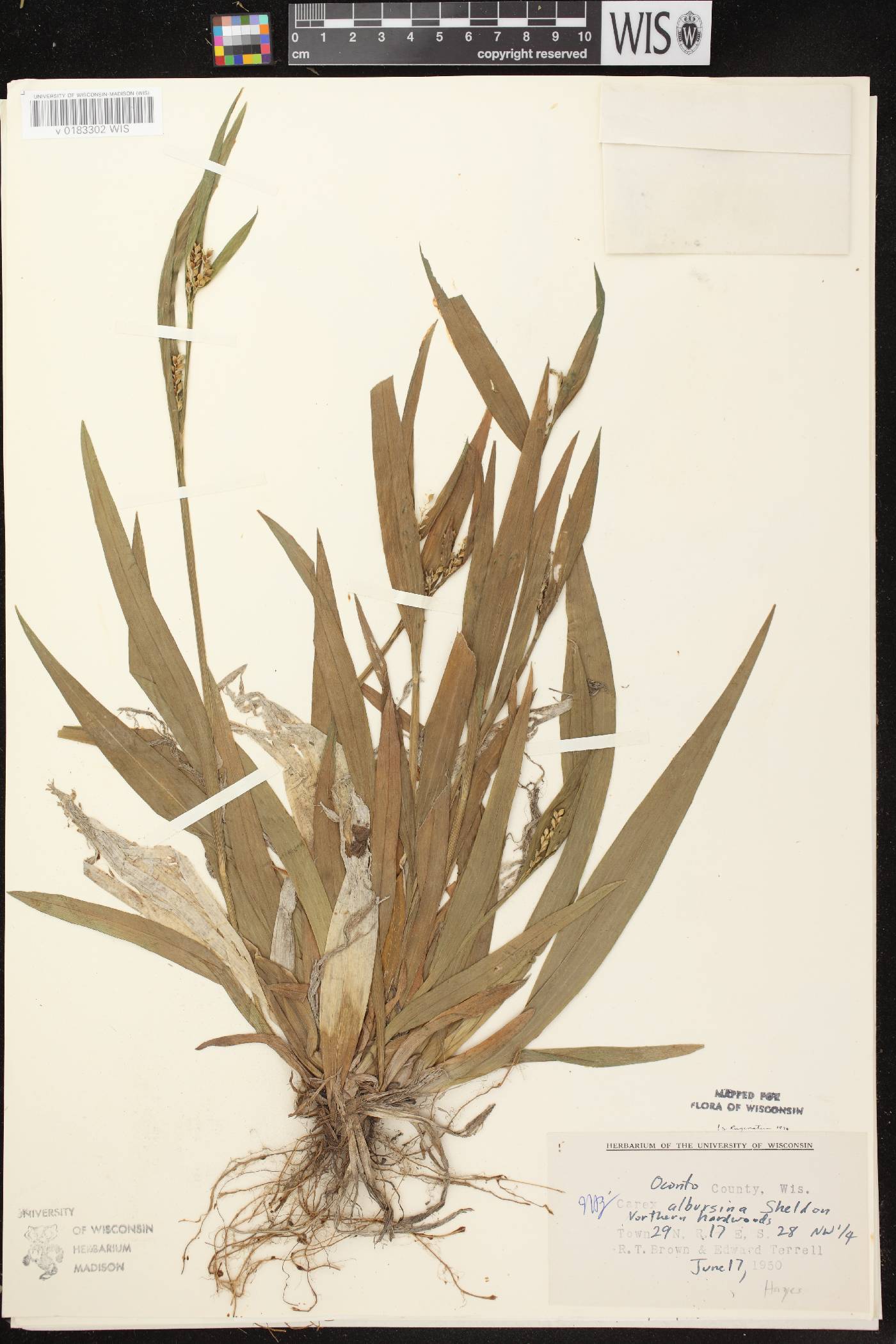 Carex albursina image
