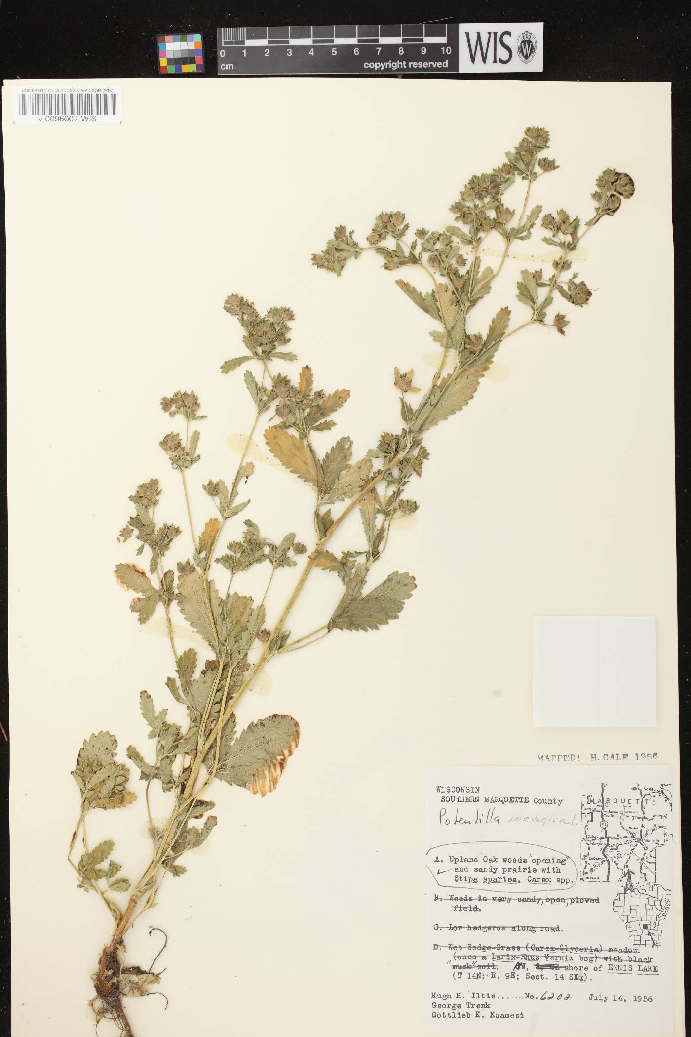 Potentilla norvegica image