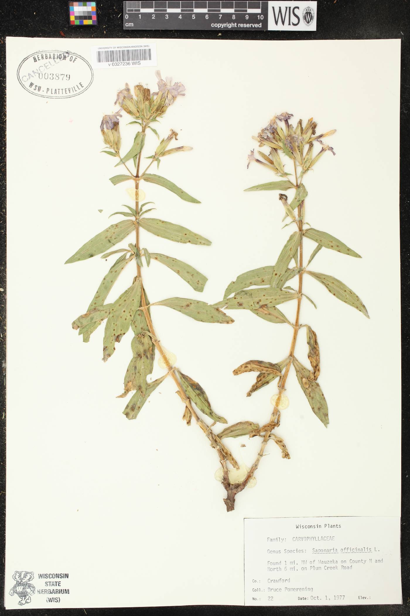 Saponaria officinalis image