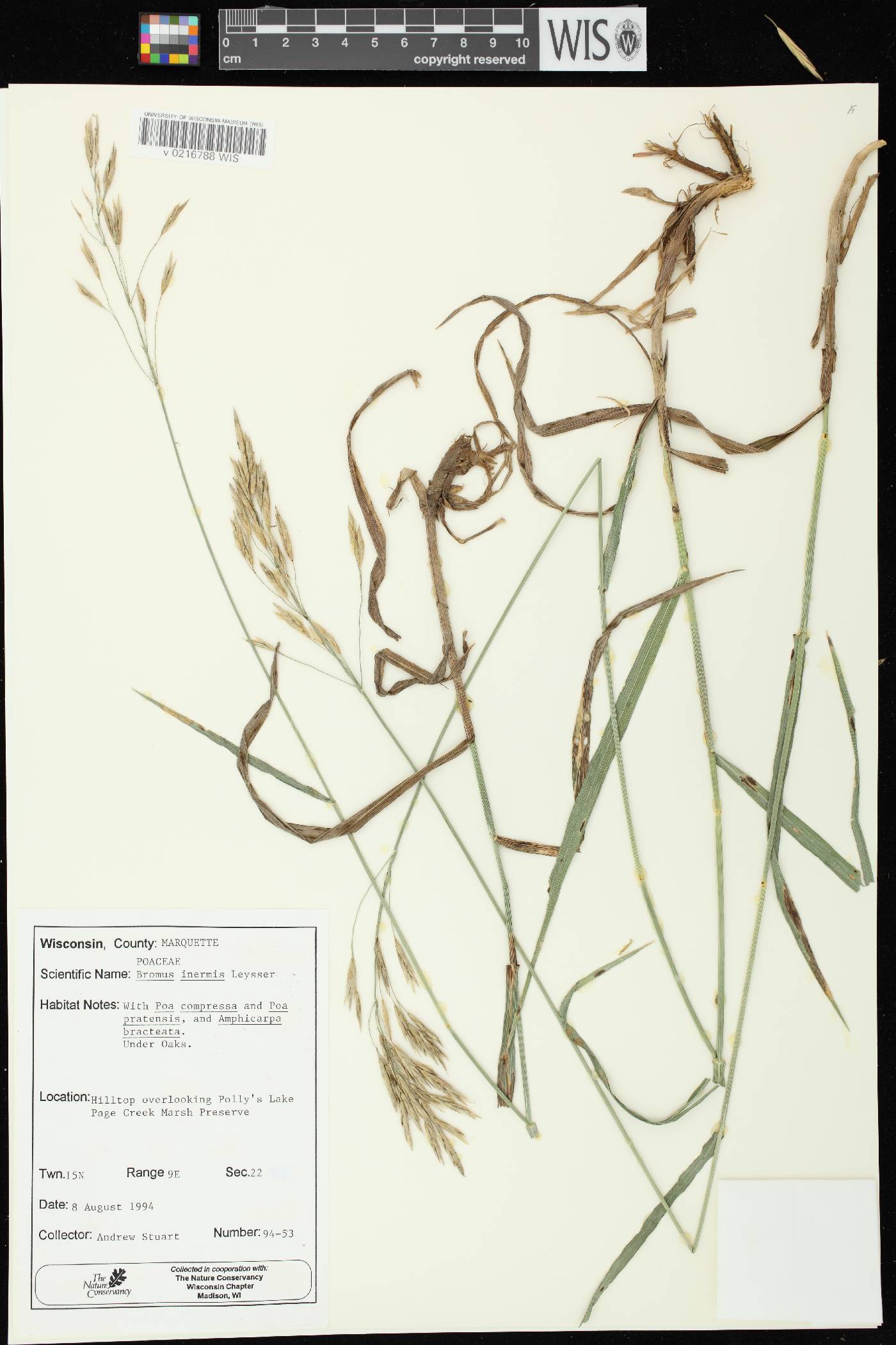 Bromus inermis image