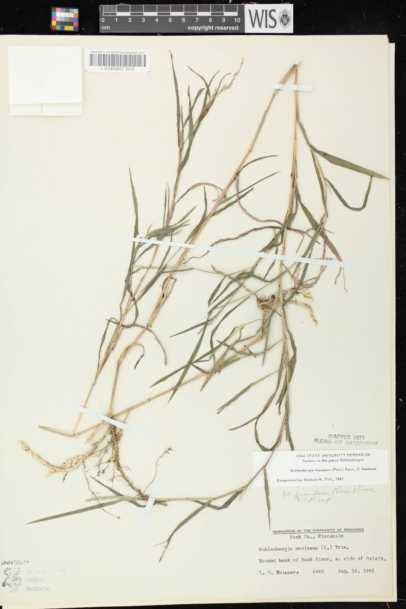 Muhlenbergia frondosa image