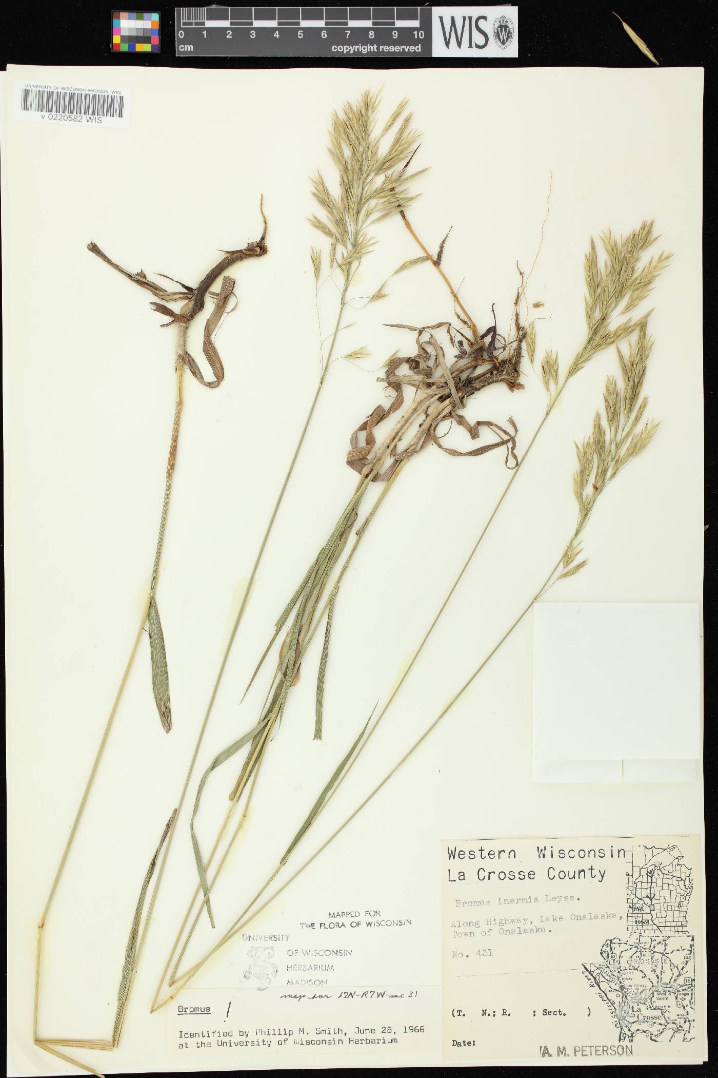 Bromus inermis image