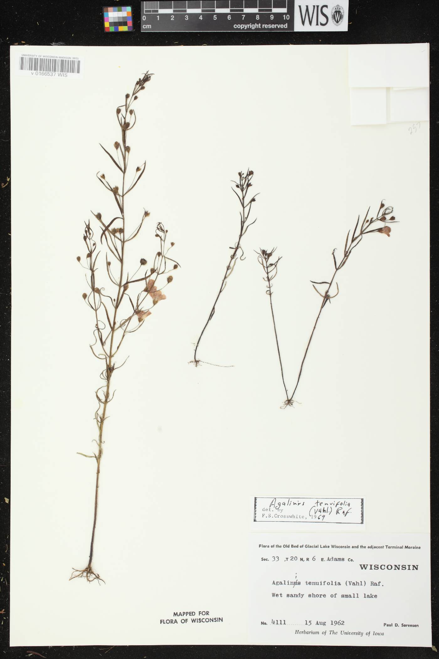 Agalinis tenuifolia image