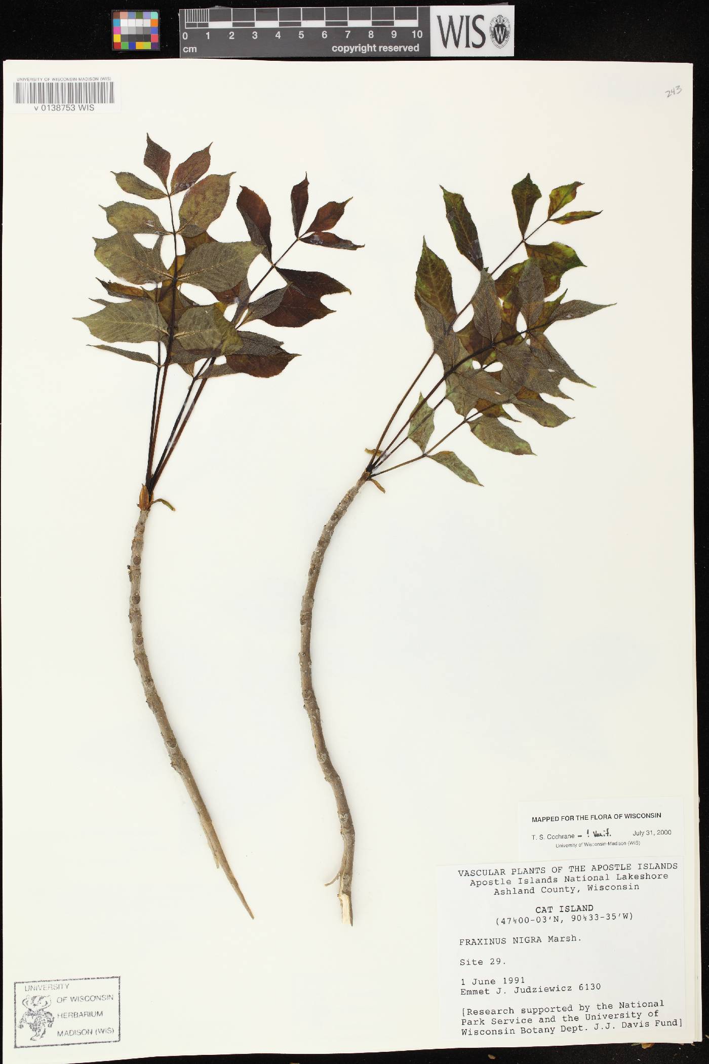 Fraxinus nigra image