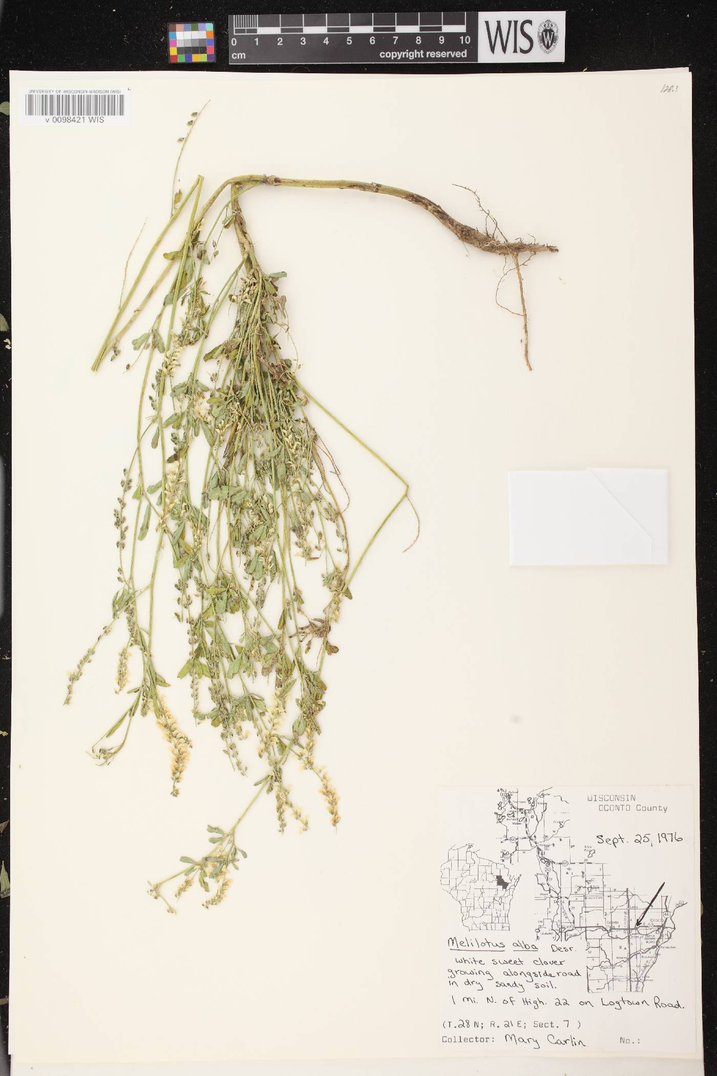 Melilotus albus image