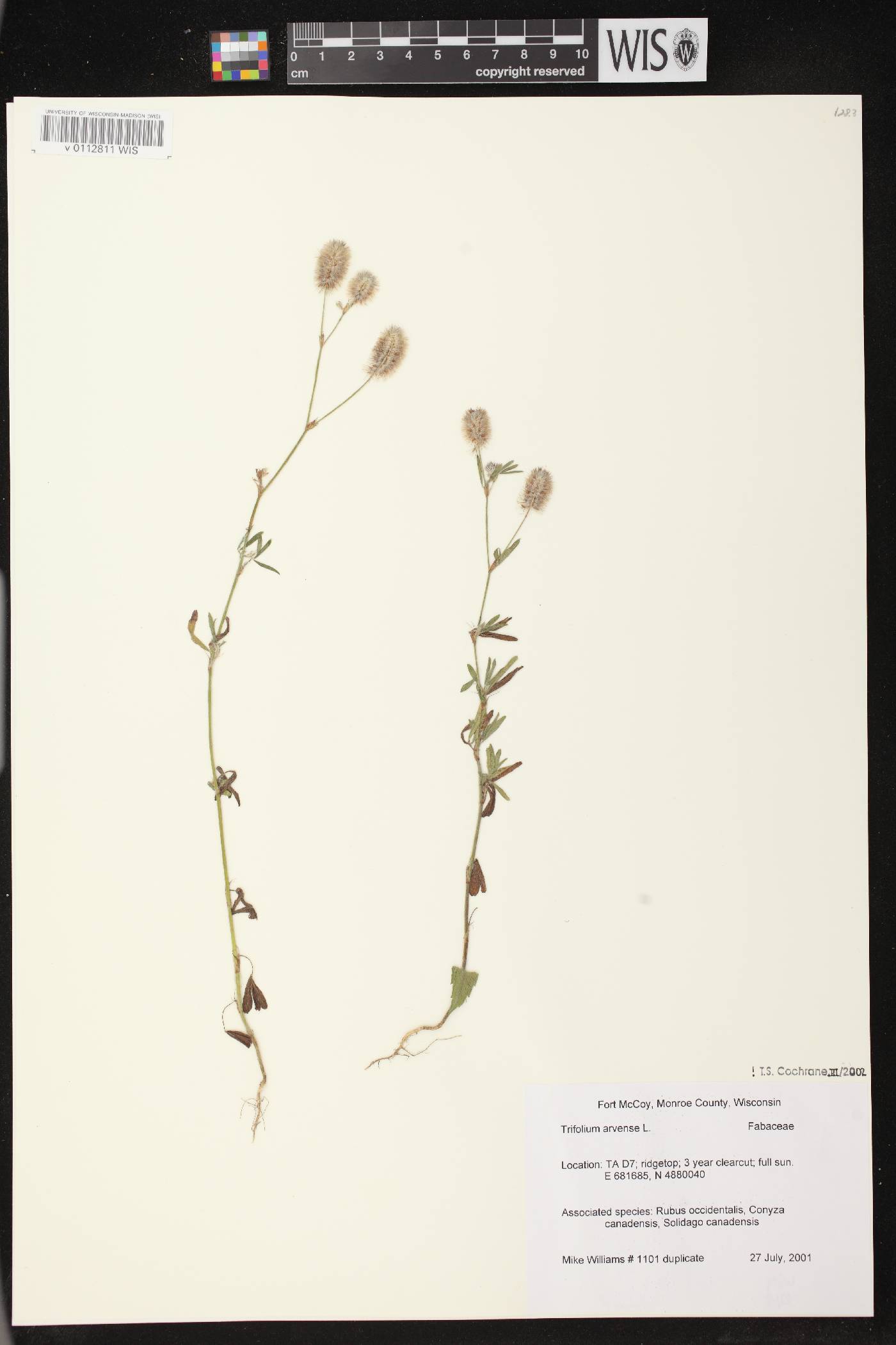 Trifolium arvense image