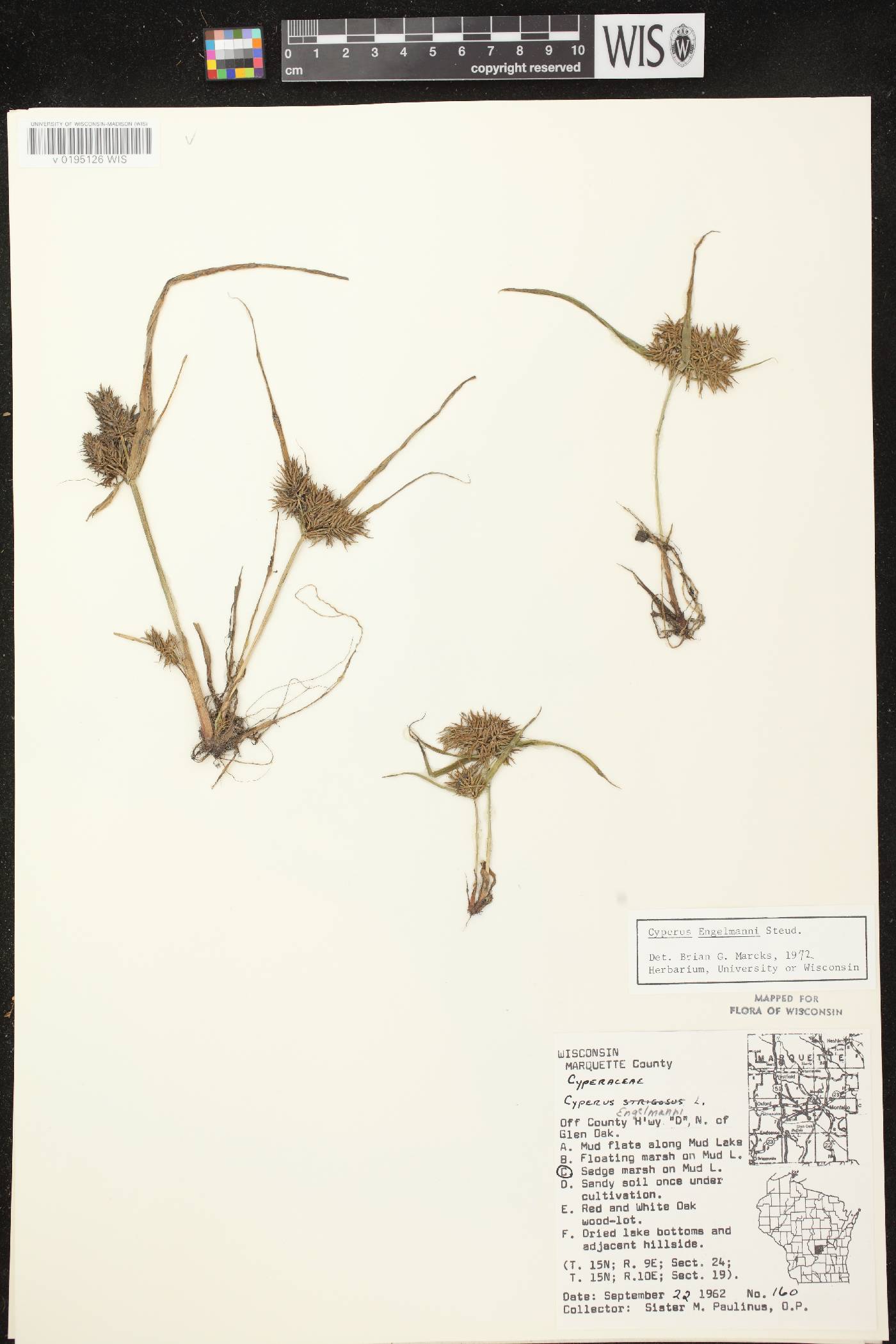 Cyperus odoratus image