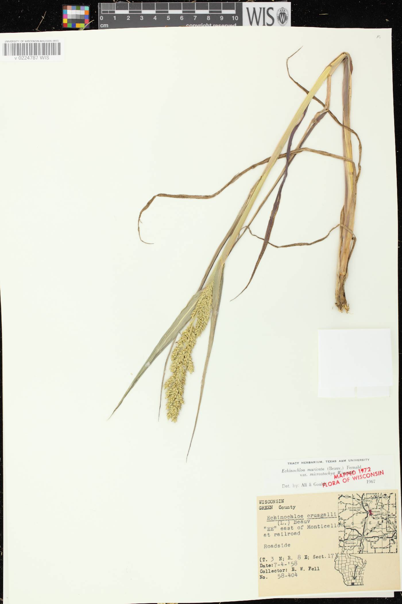 Echinochloa muricata var. microstachya image
