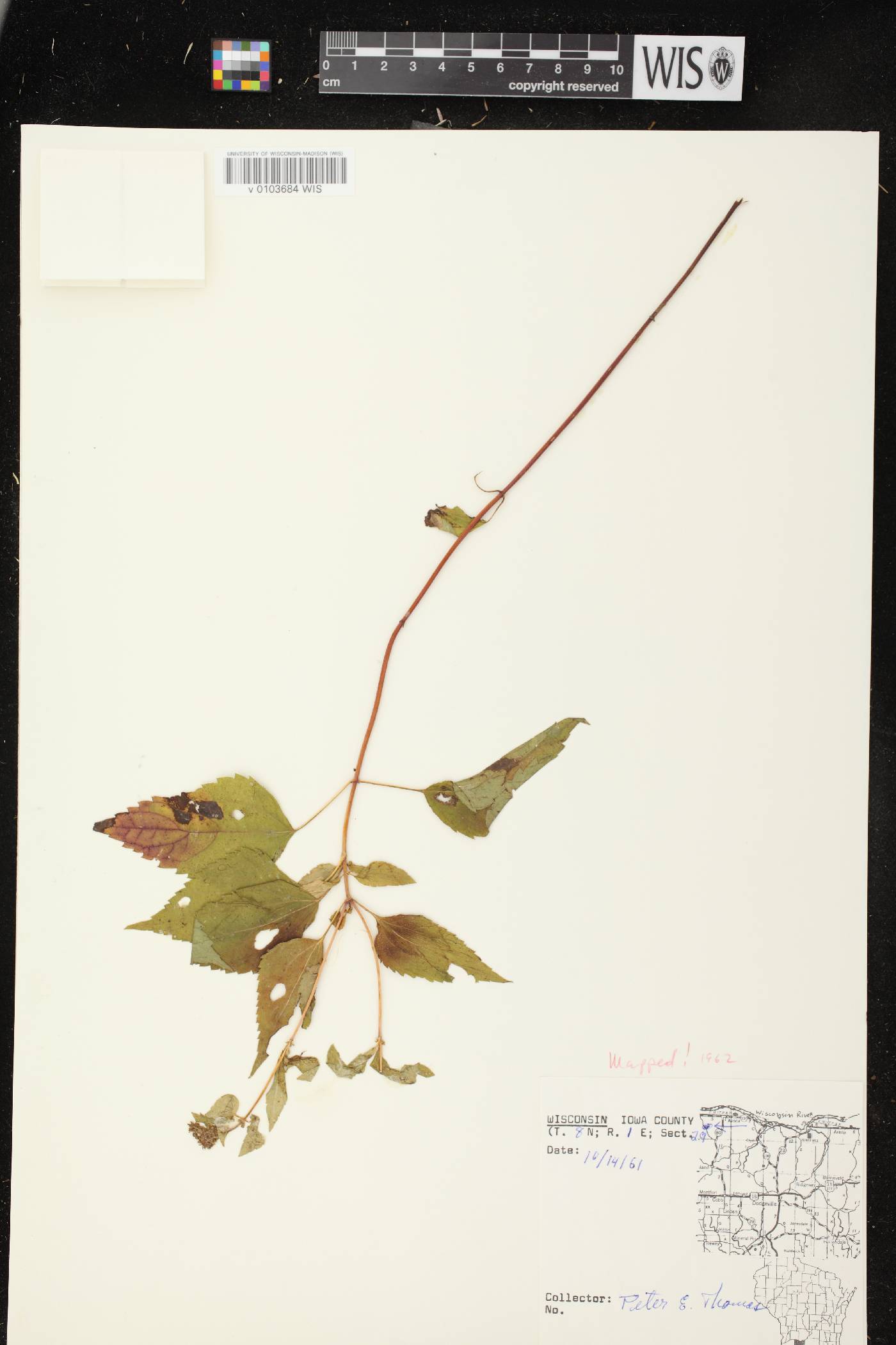 Ageratina altissima subsp. altissima image