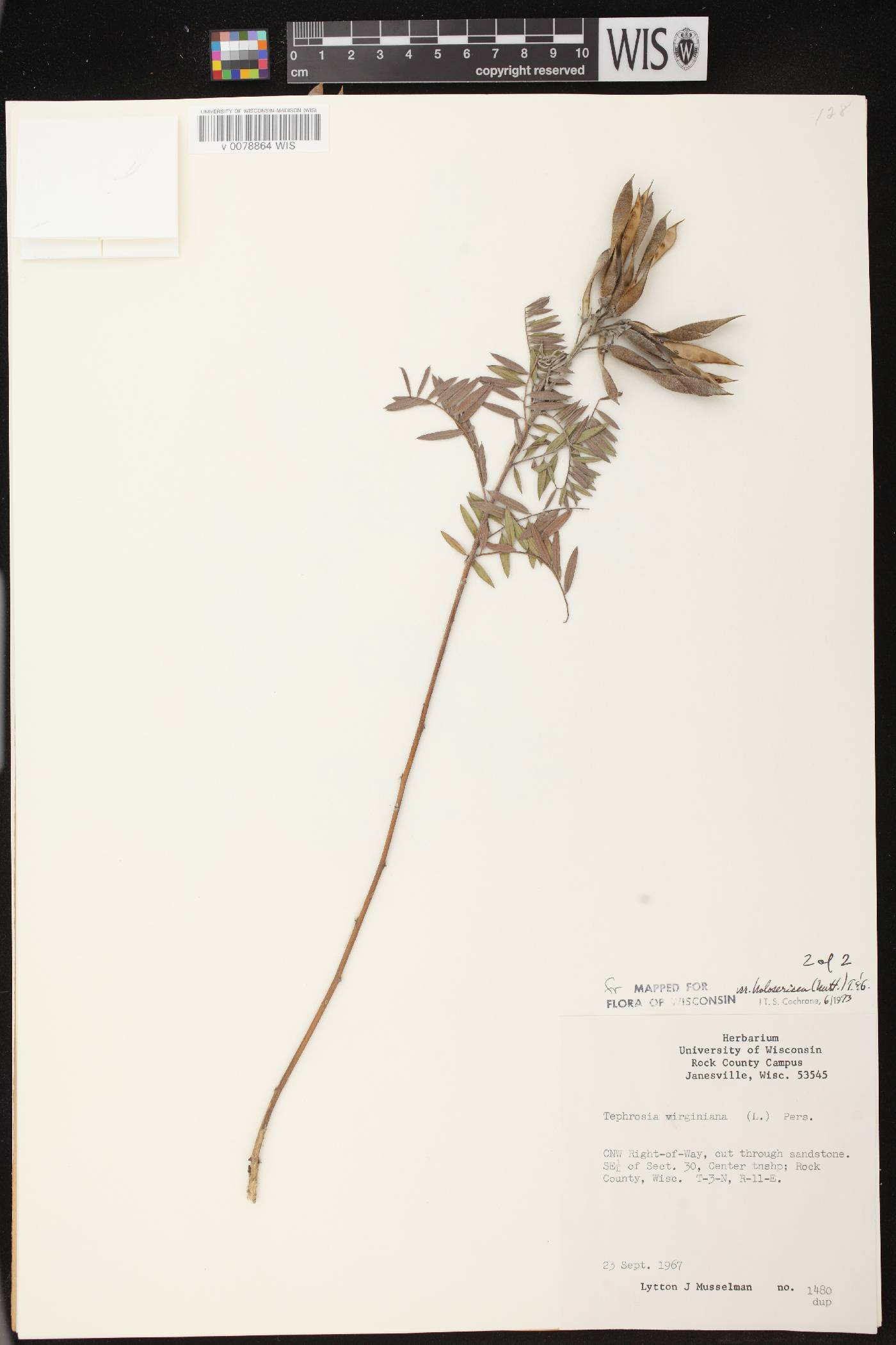 Tephrosia virginiana image