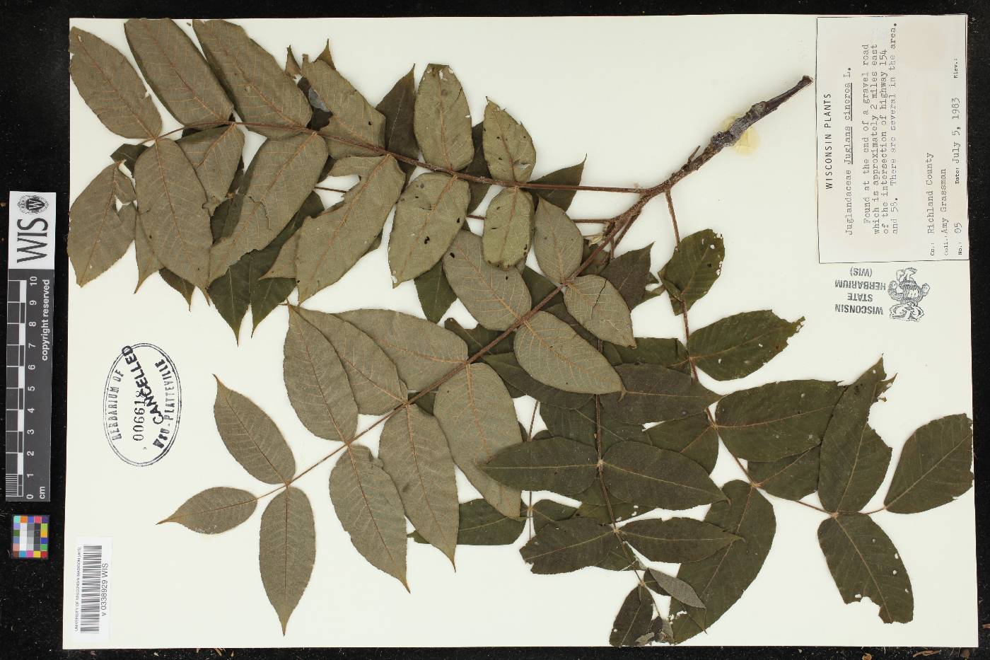 Juglans cinerea image