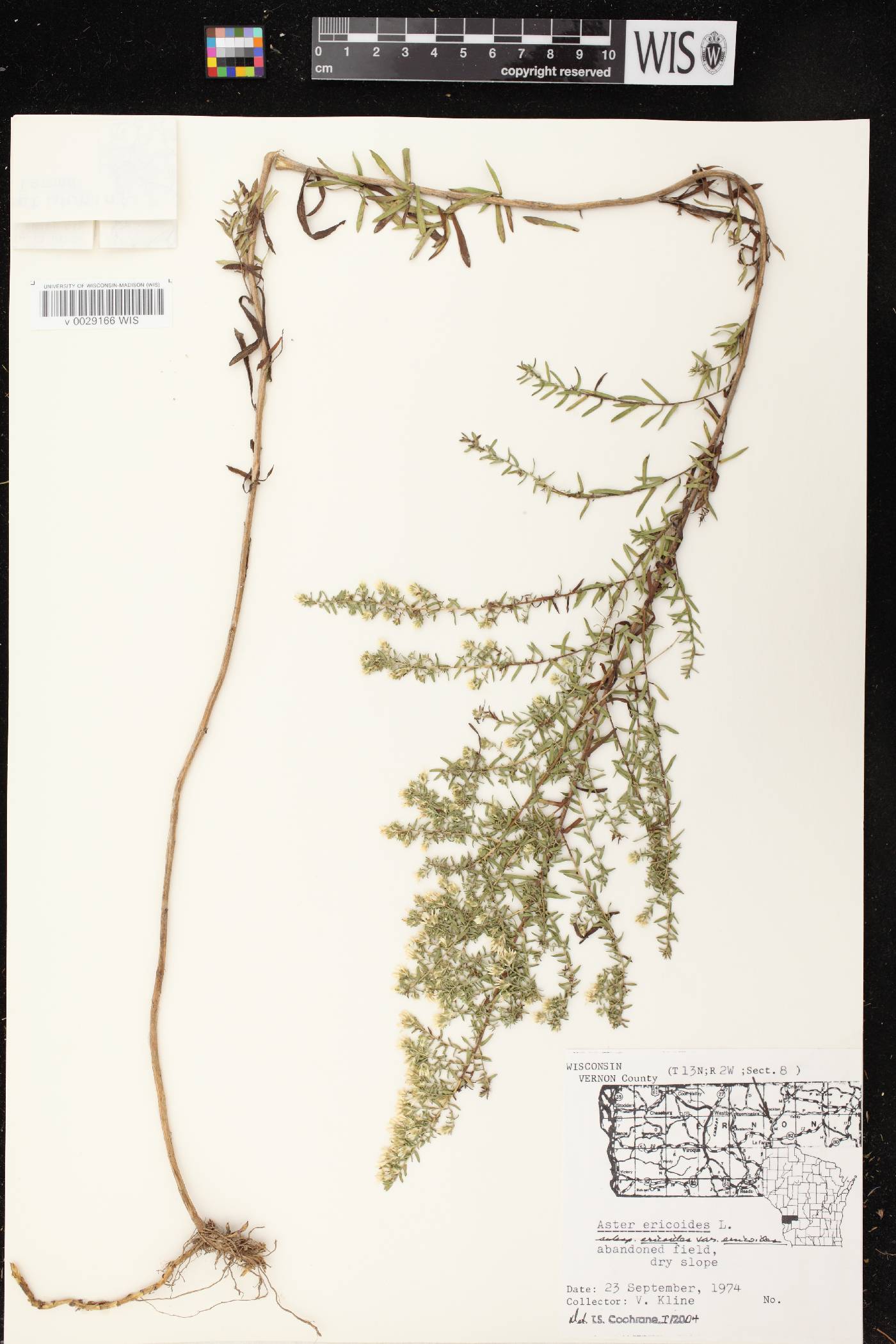 Symphyotrichum ericoides var. ericoides image