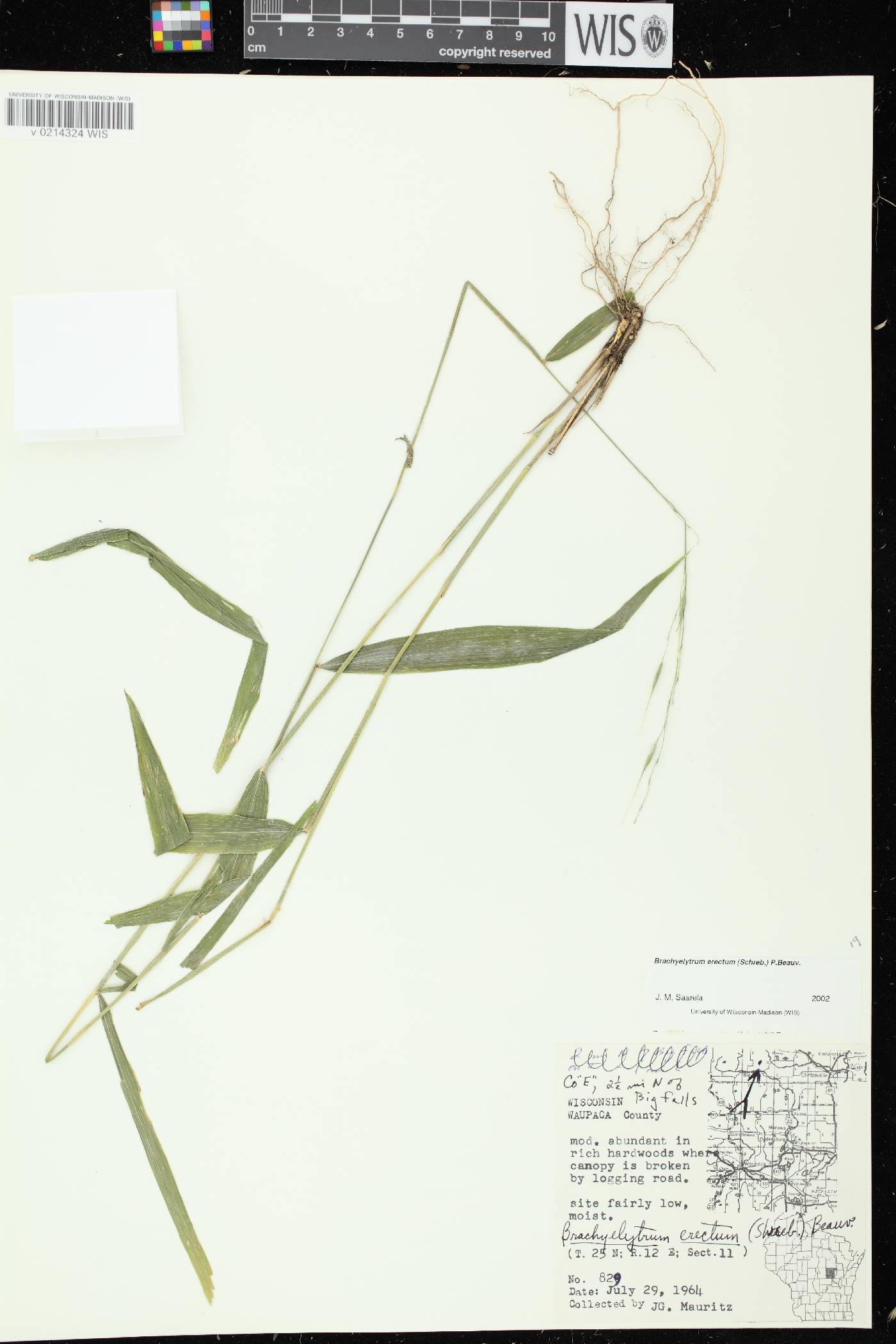 Brachyelytrum erectum image