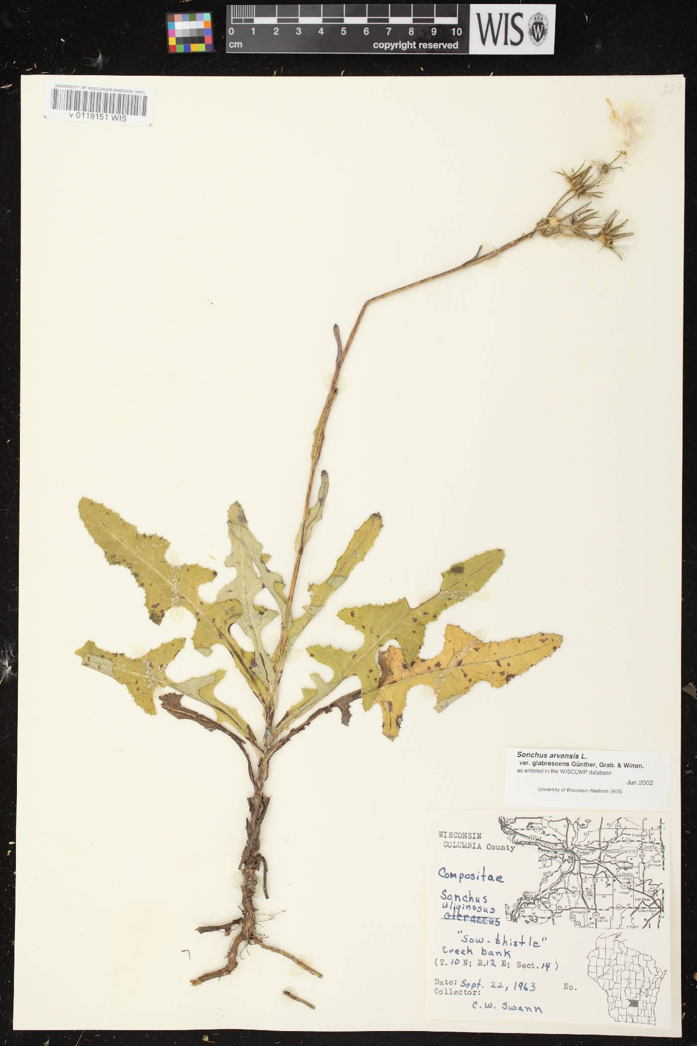 Sonchus arvensis image
