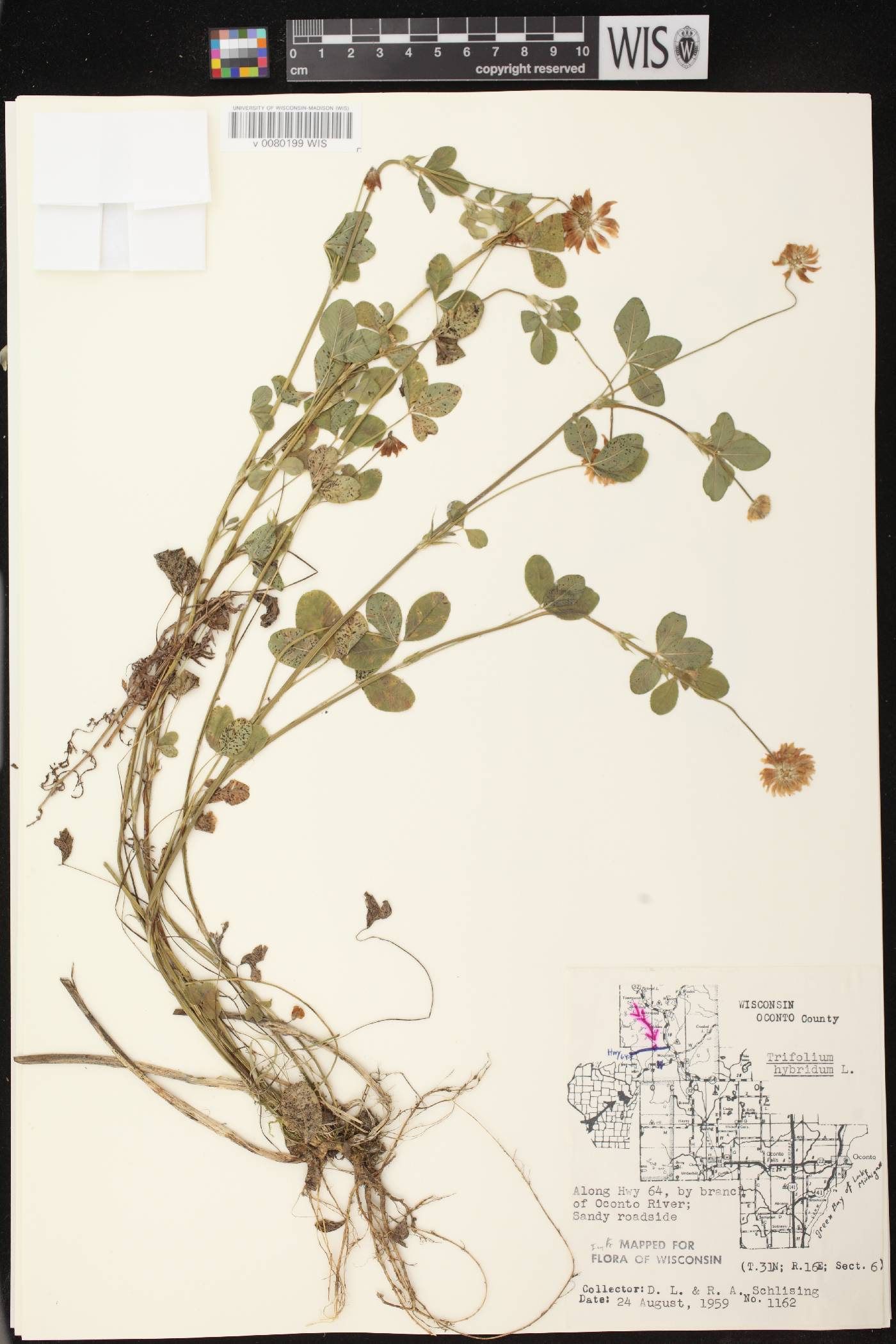Trifolium hybridum image