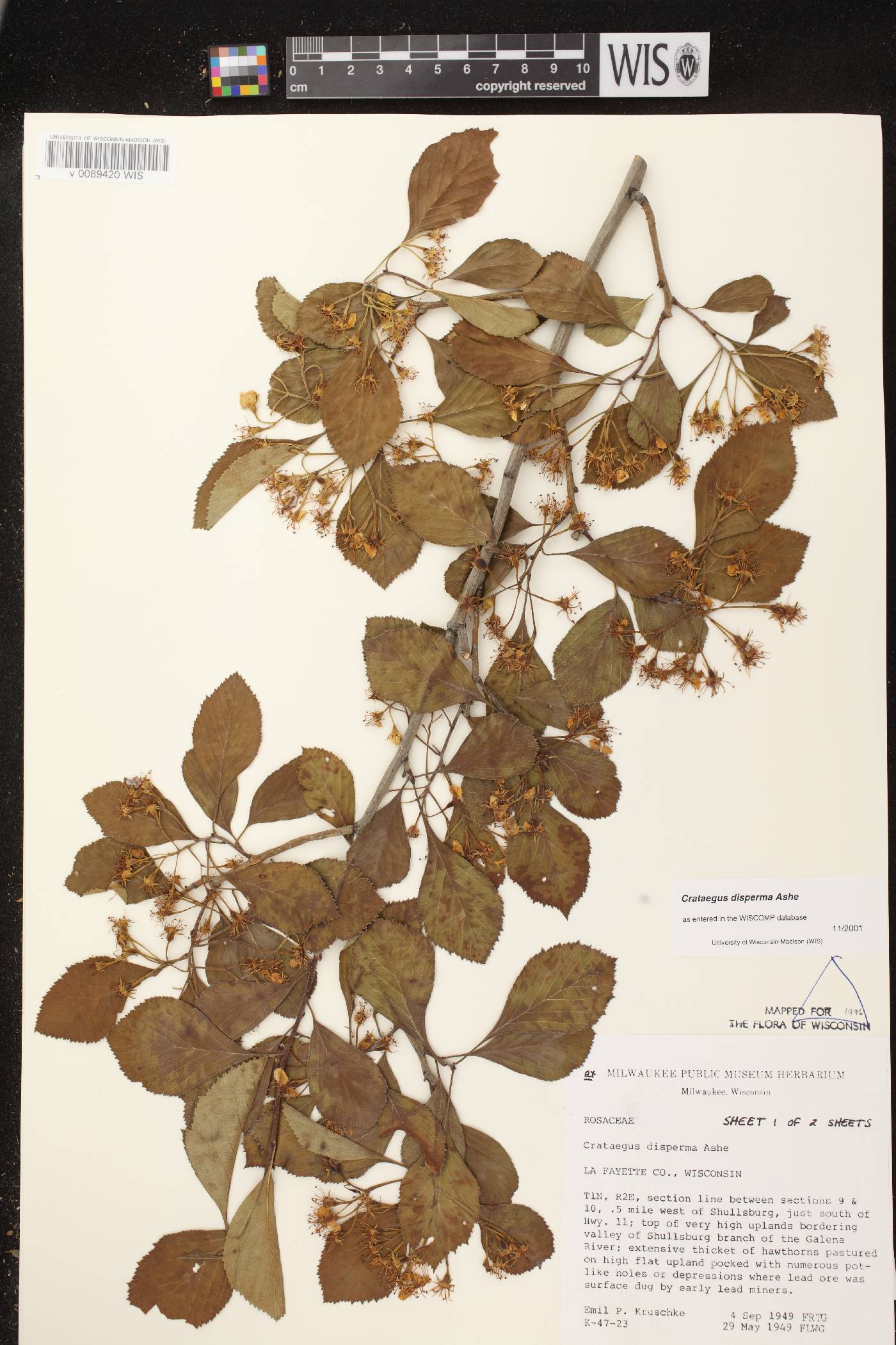 Crataegus X disperma image