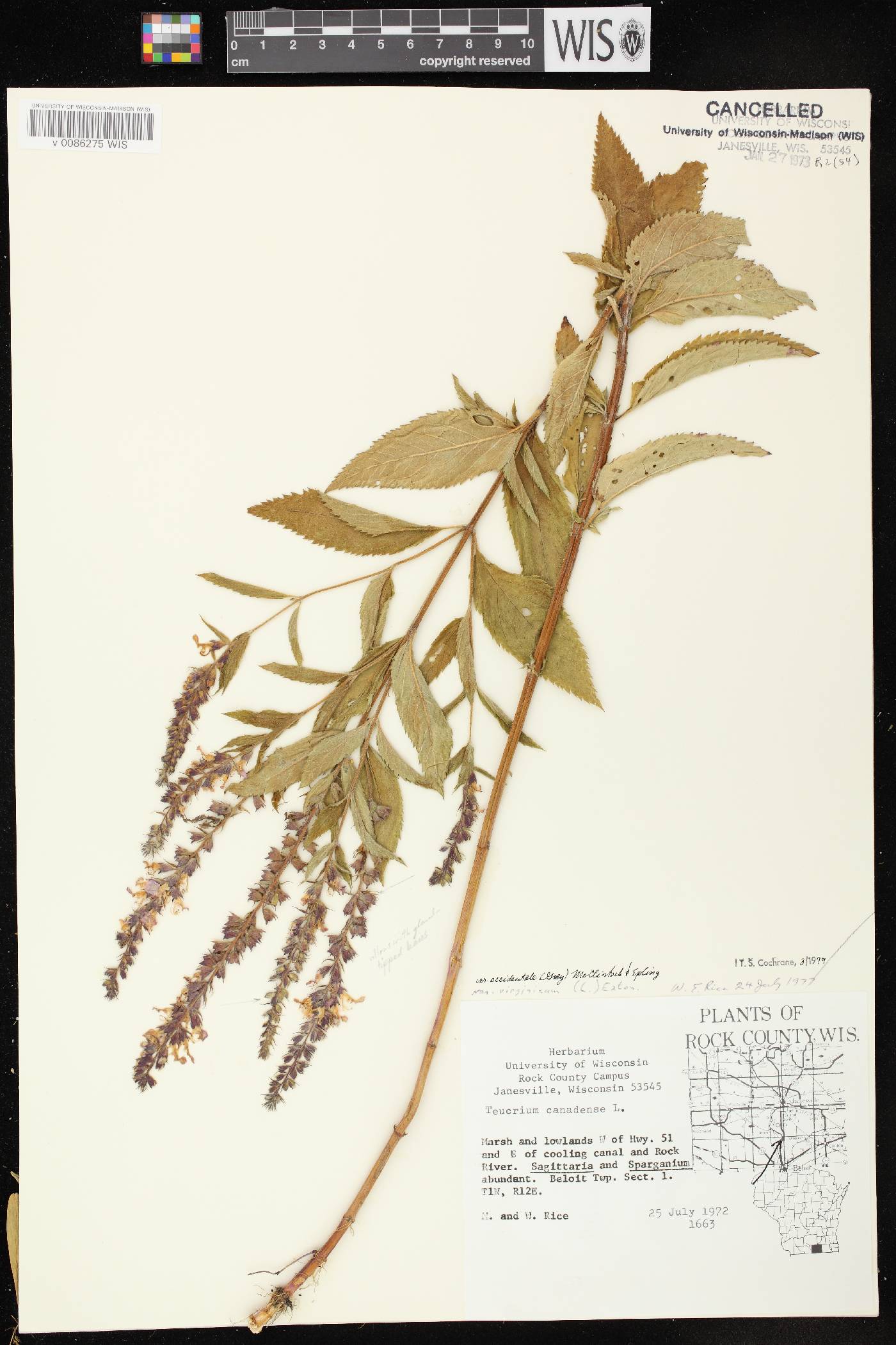 Teucrium canadense var. occidentale image