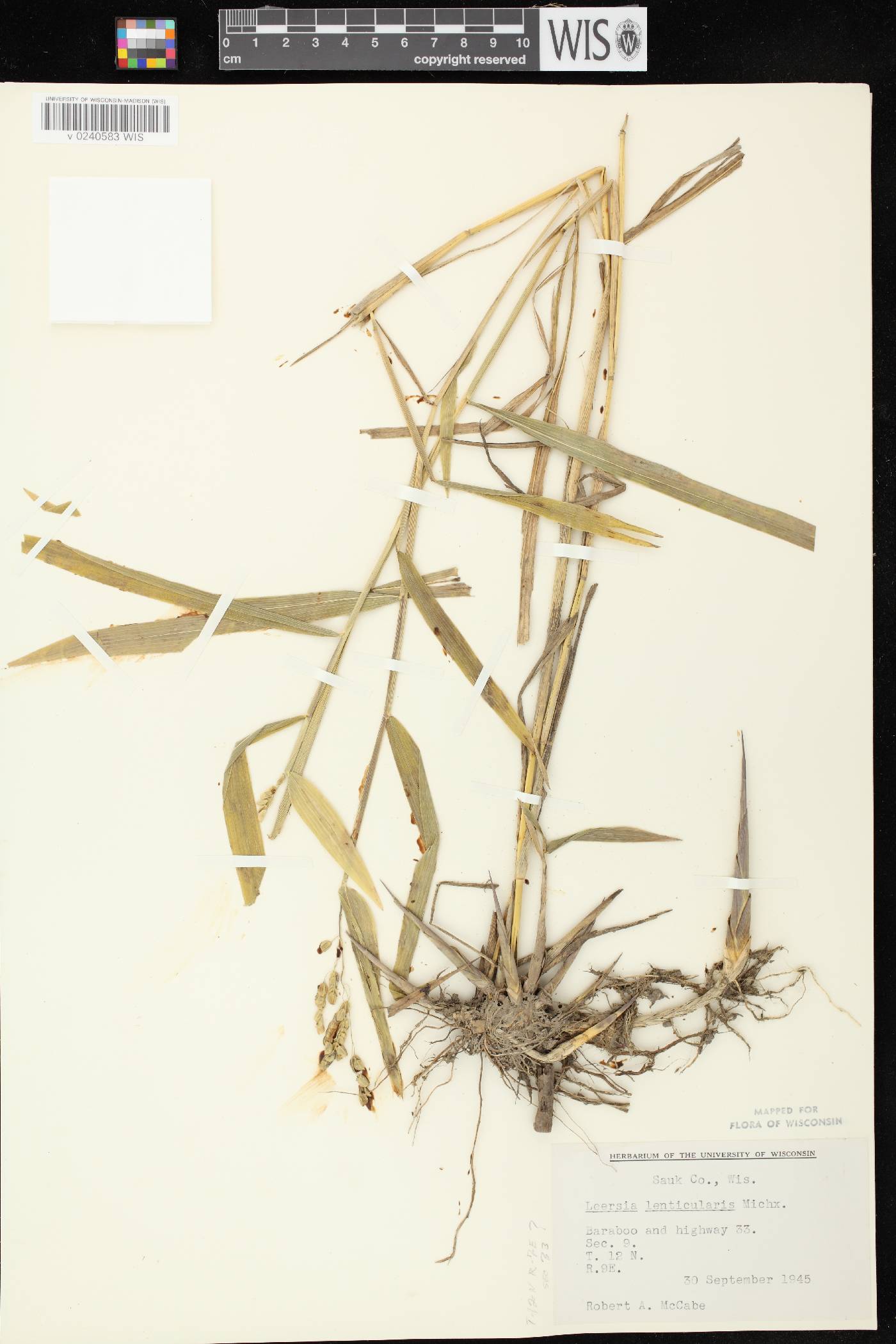 Leersia lenticularis image