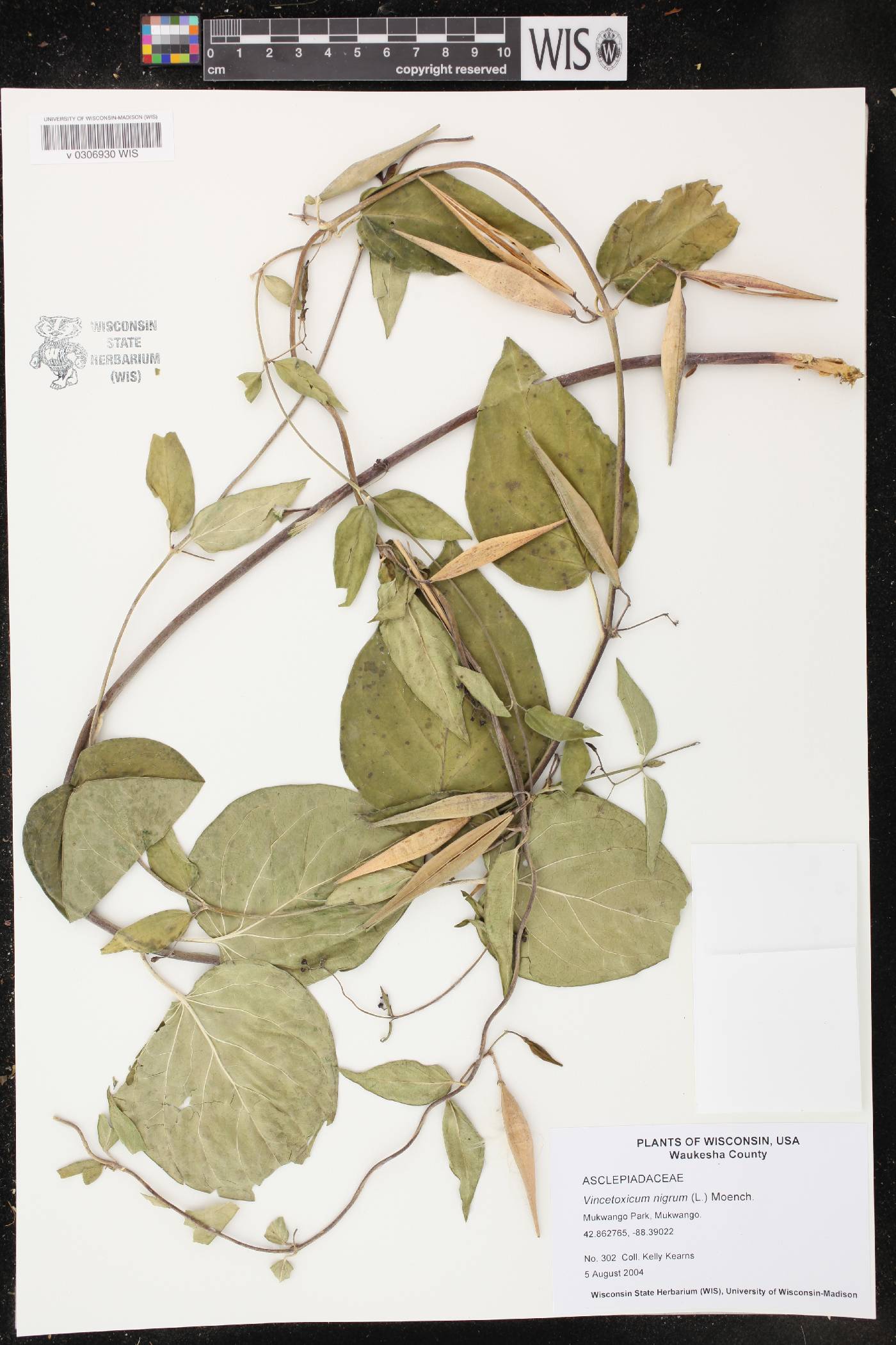 Vincetoxicum nigrum image