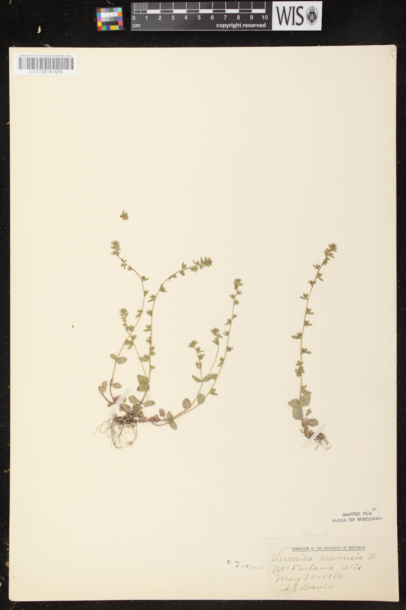Veronica arvensis image