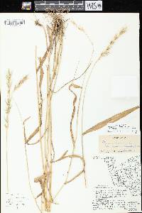 Image of Elymus macgregorii