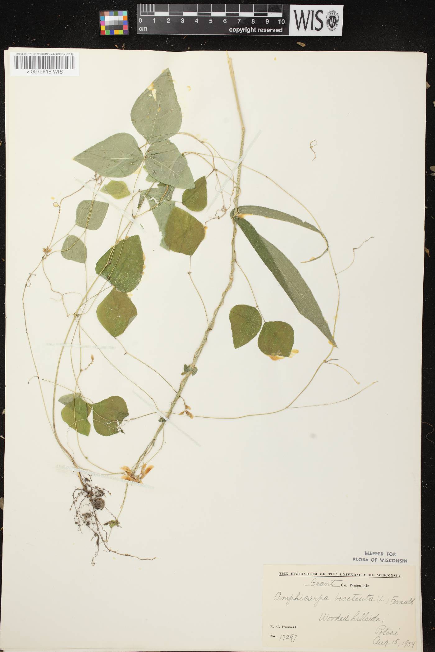 Amphicarpaea bracteata image