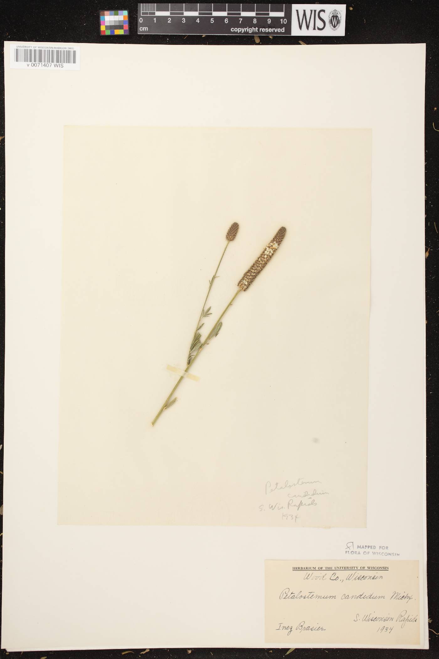Dalea candida image