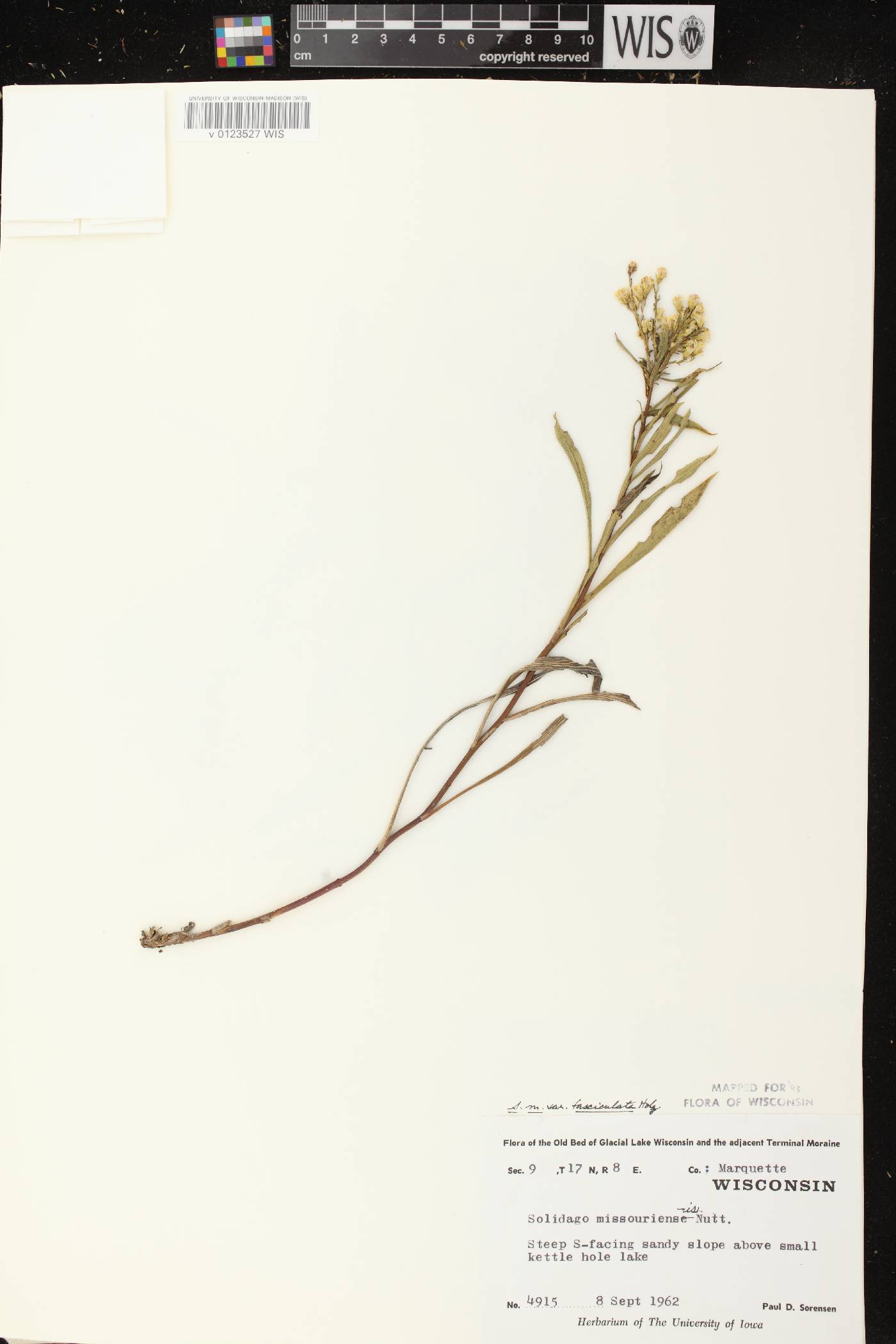 Solidago missouriensis image