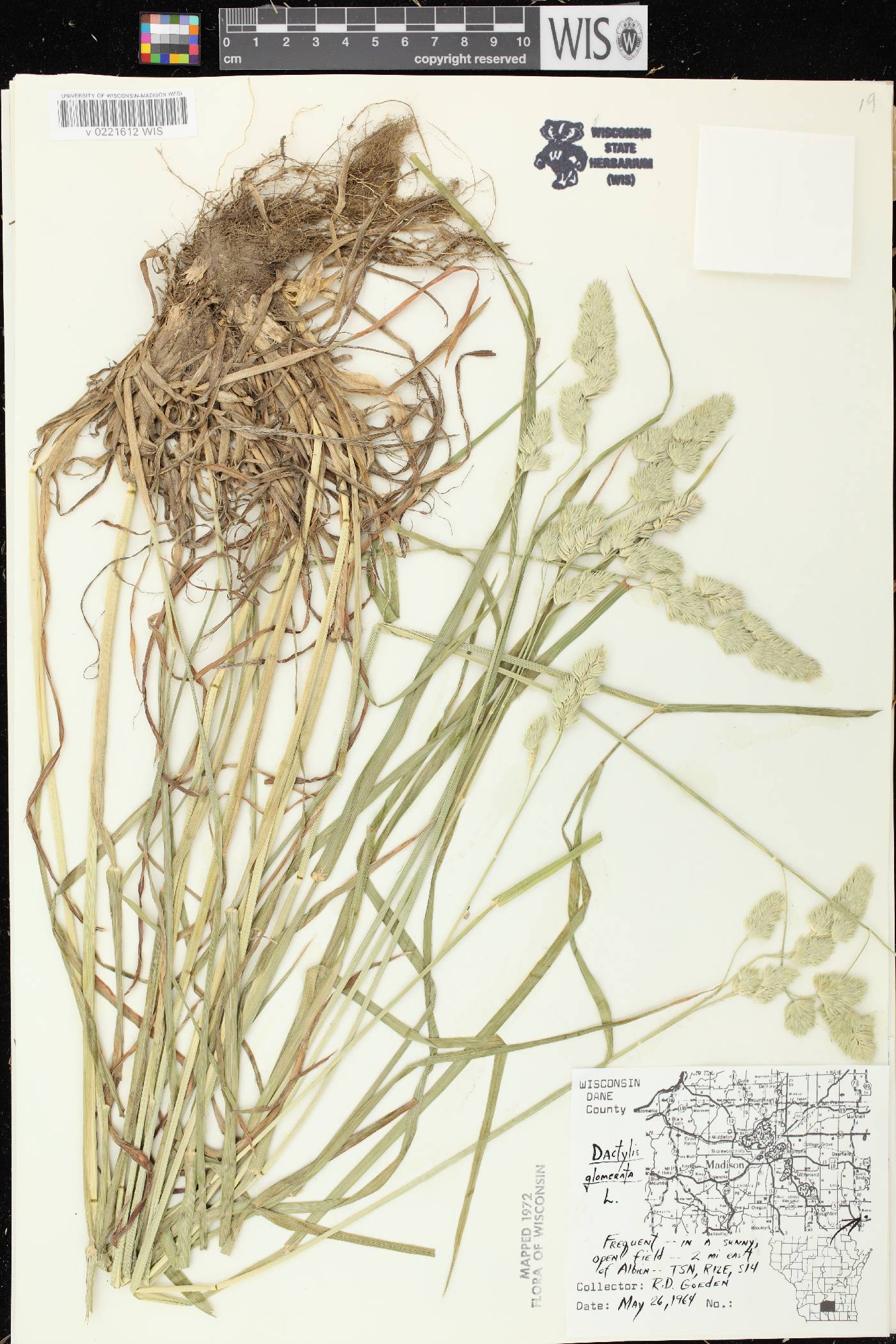 Dactylis glomerata image