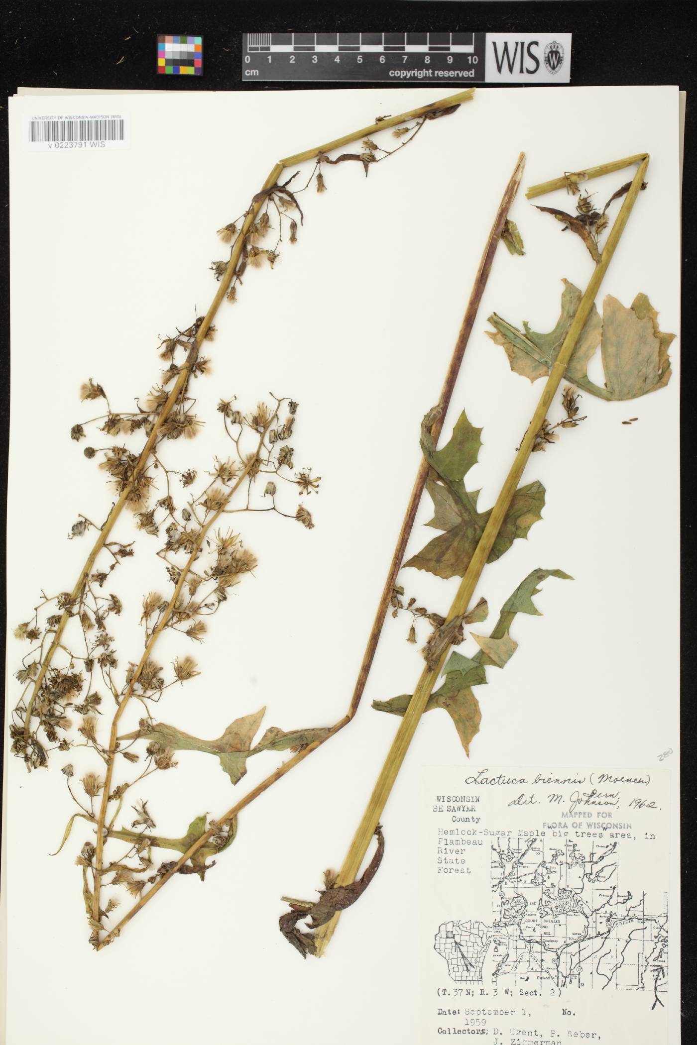 Lactuca biennis image