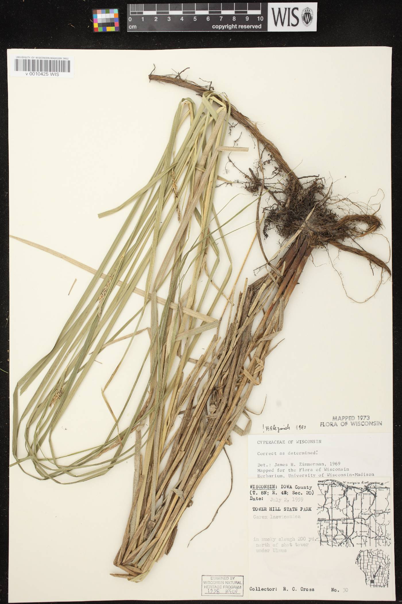 Carex laeviconica image