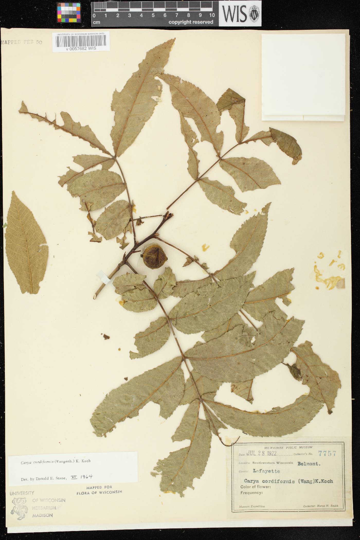 Carya cordiformis image