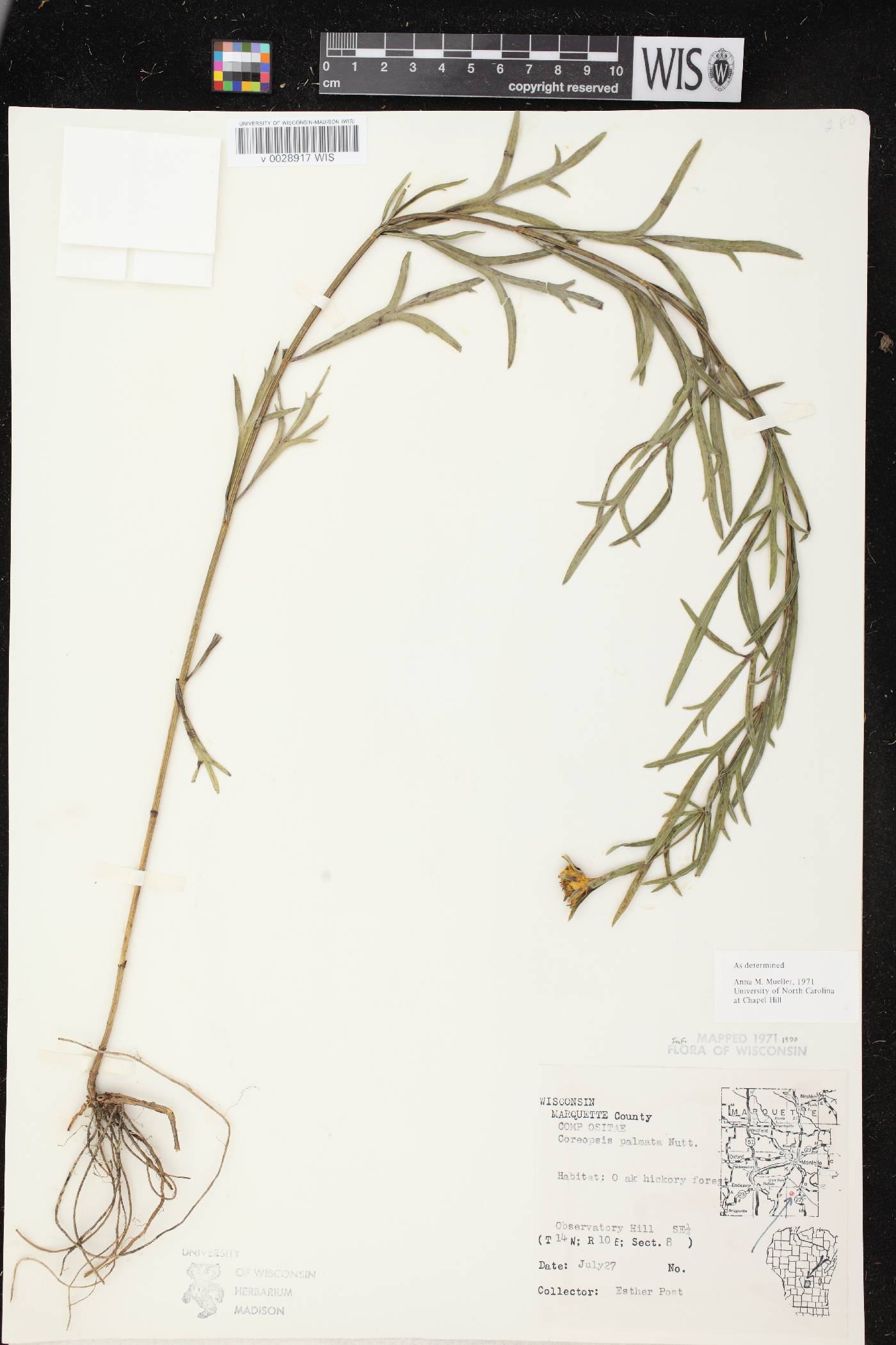 Coreopsis palmata image